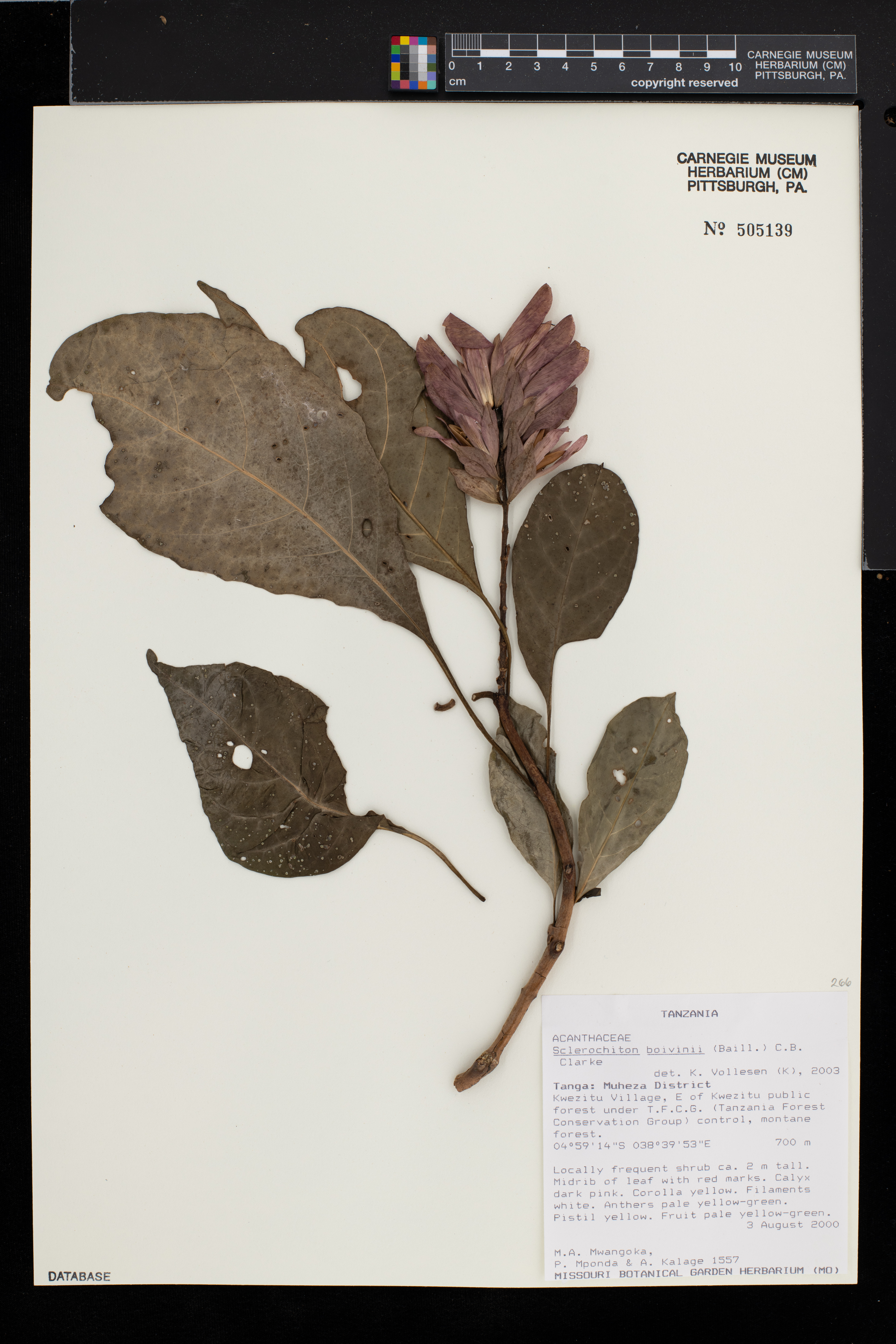 Sclerochiton boivinii image