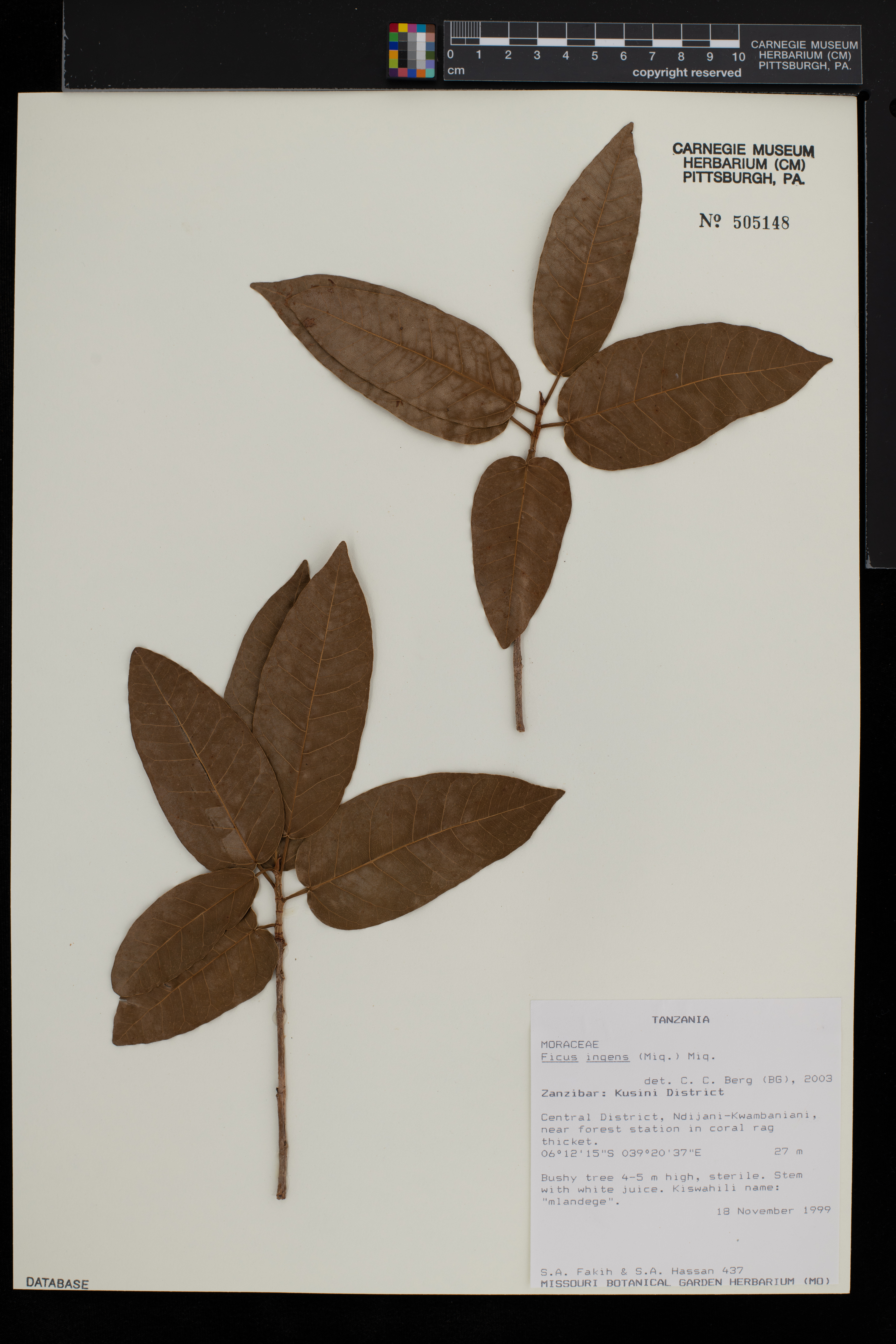 Ficus ingens image