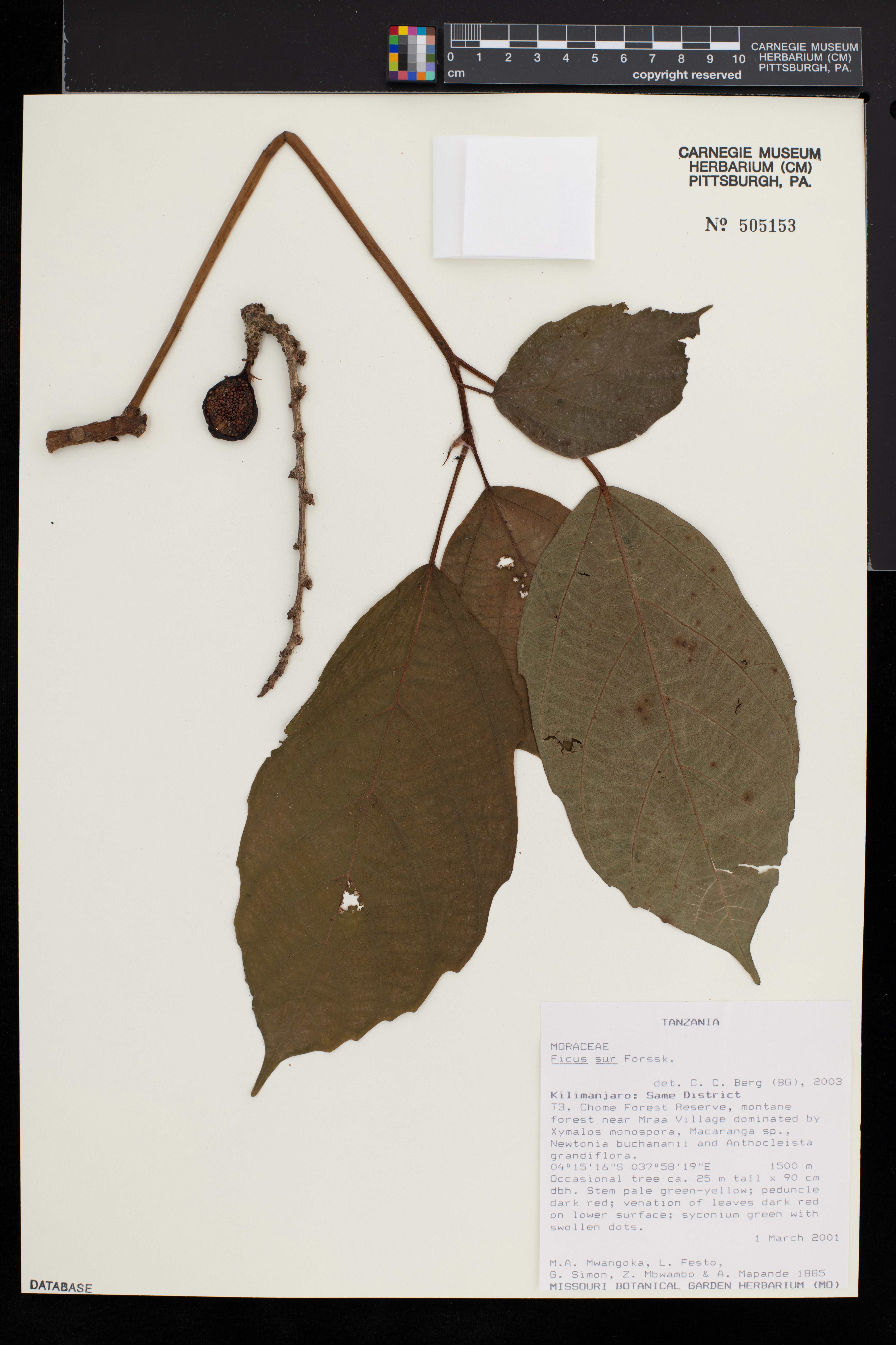 Ficus sur image