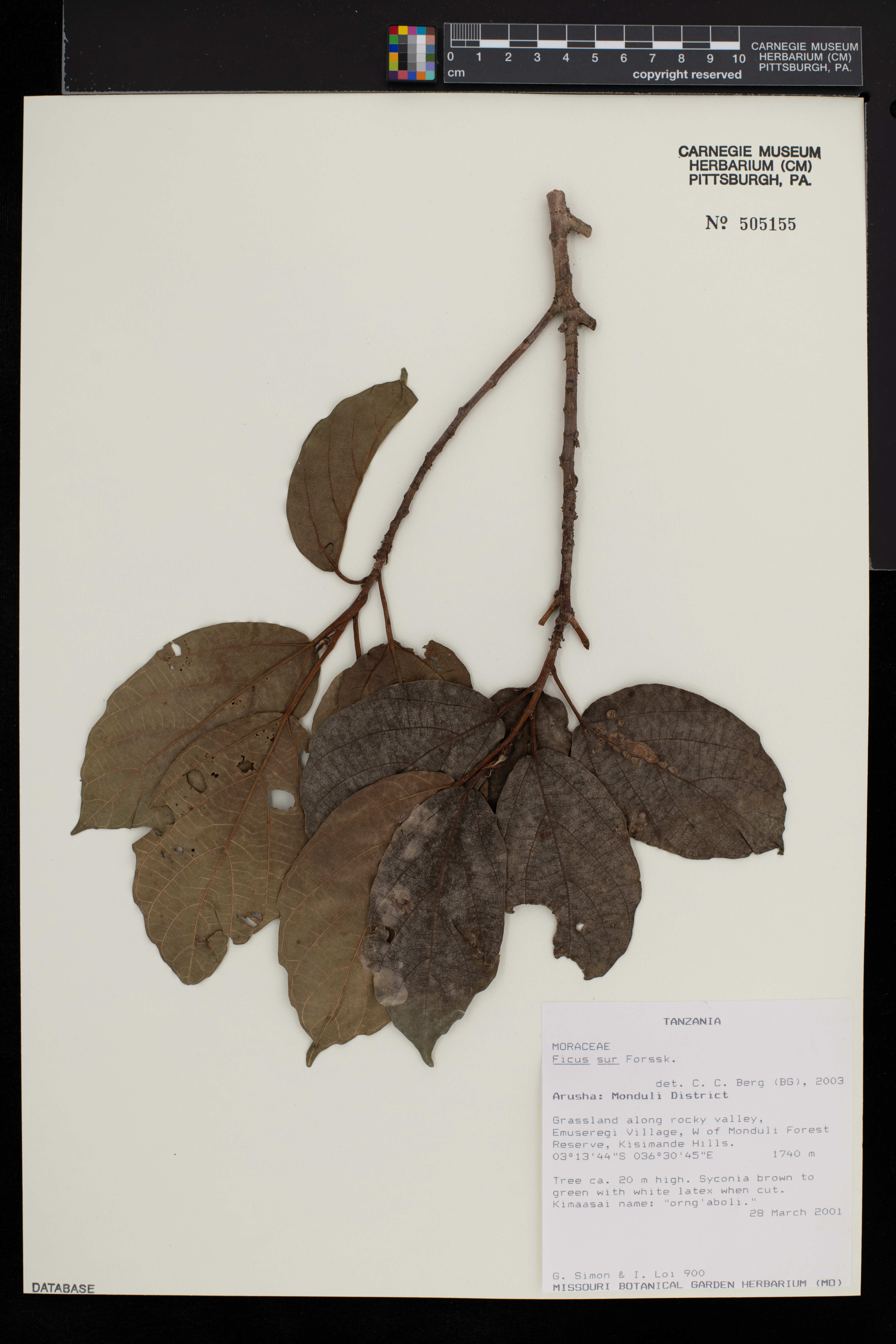 Ficus sur image