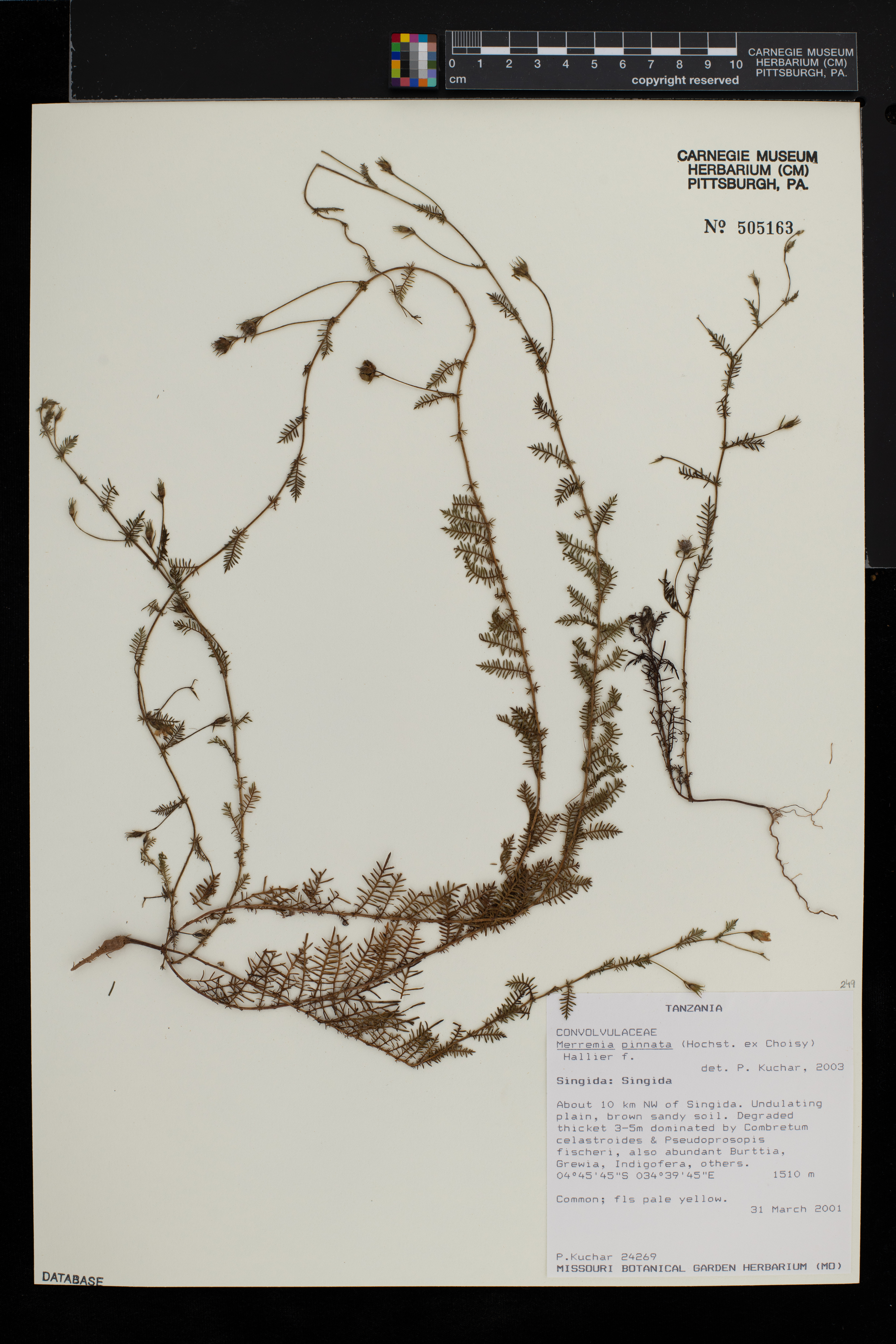 Xenostegia pinnata image