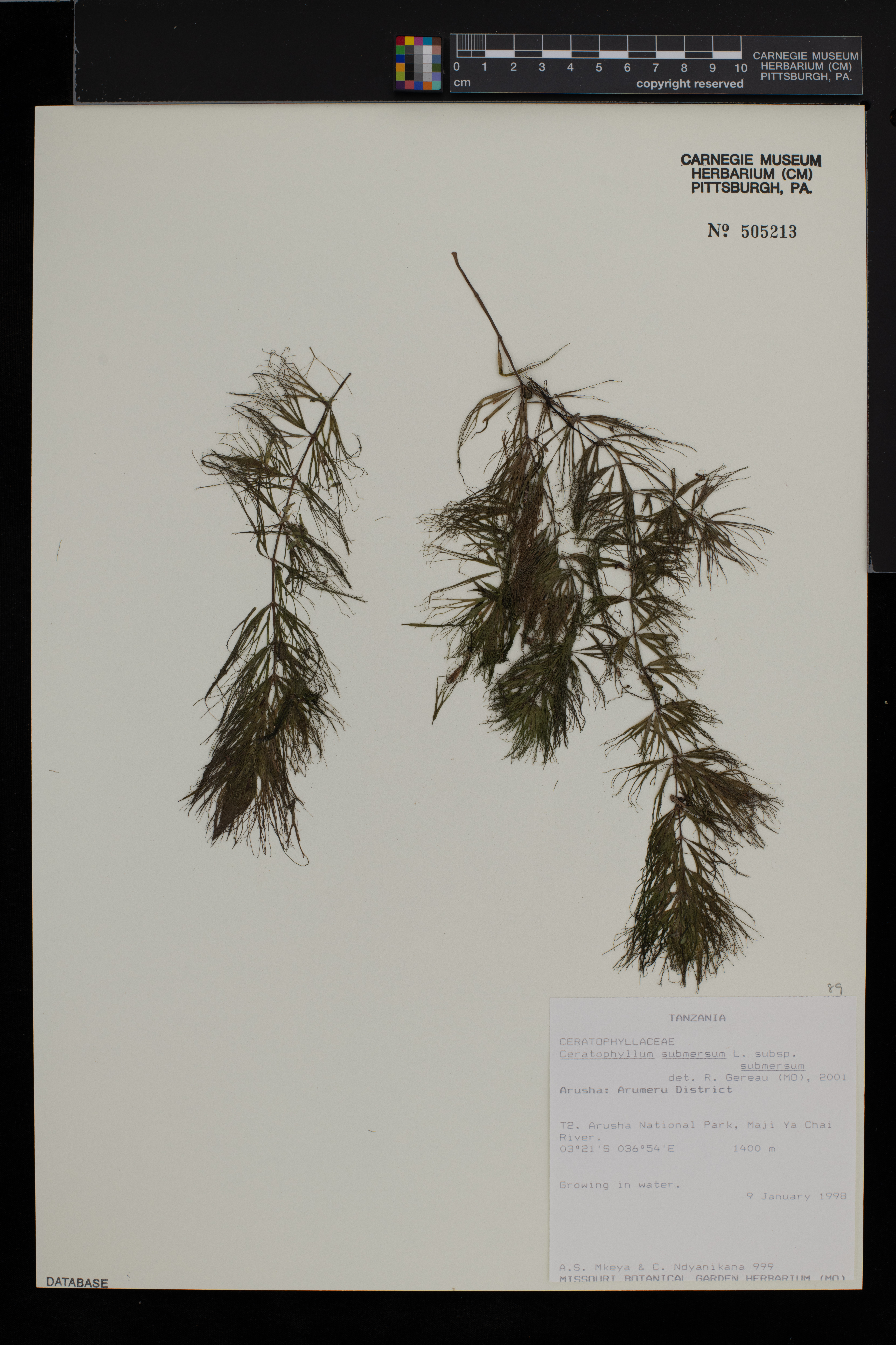 Ceratophyllum submersum subsp. submersum image
