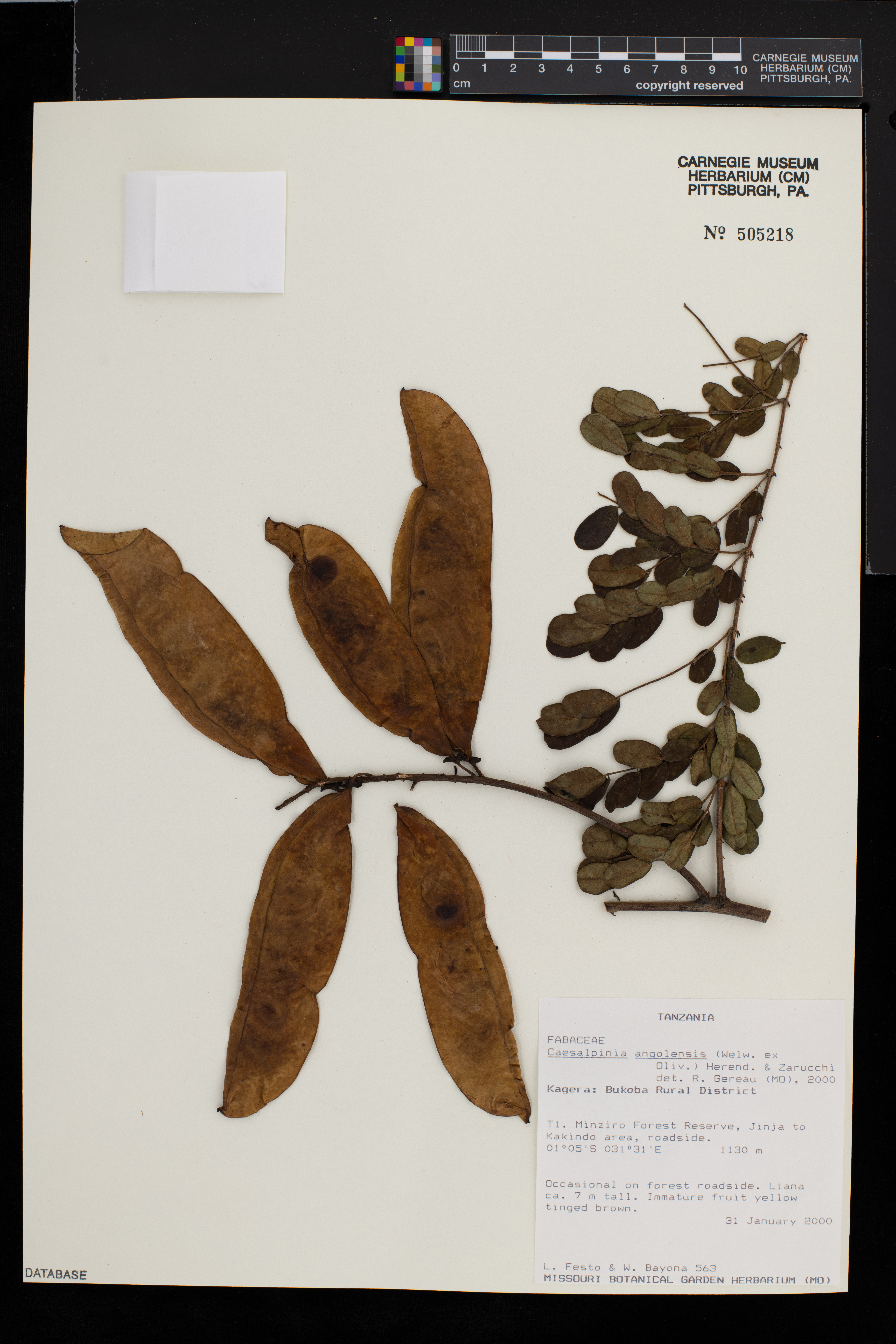 Caesalpinia angolensis image