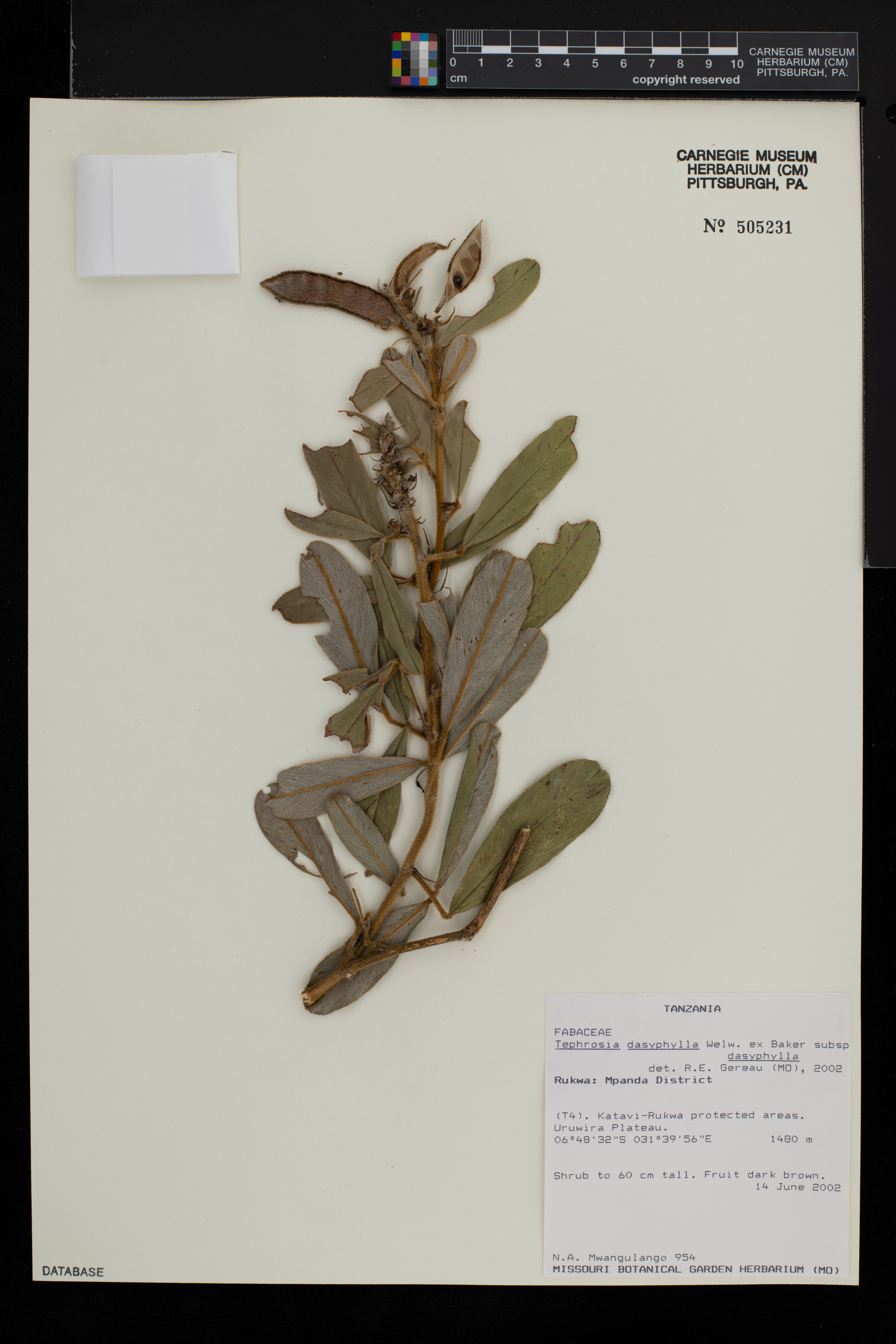 Tephrosia dasyphylla subsp. dasyphylla image