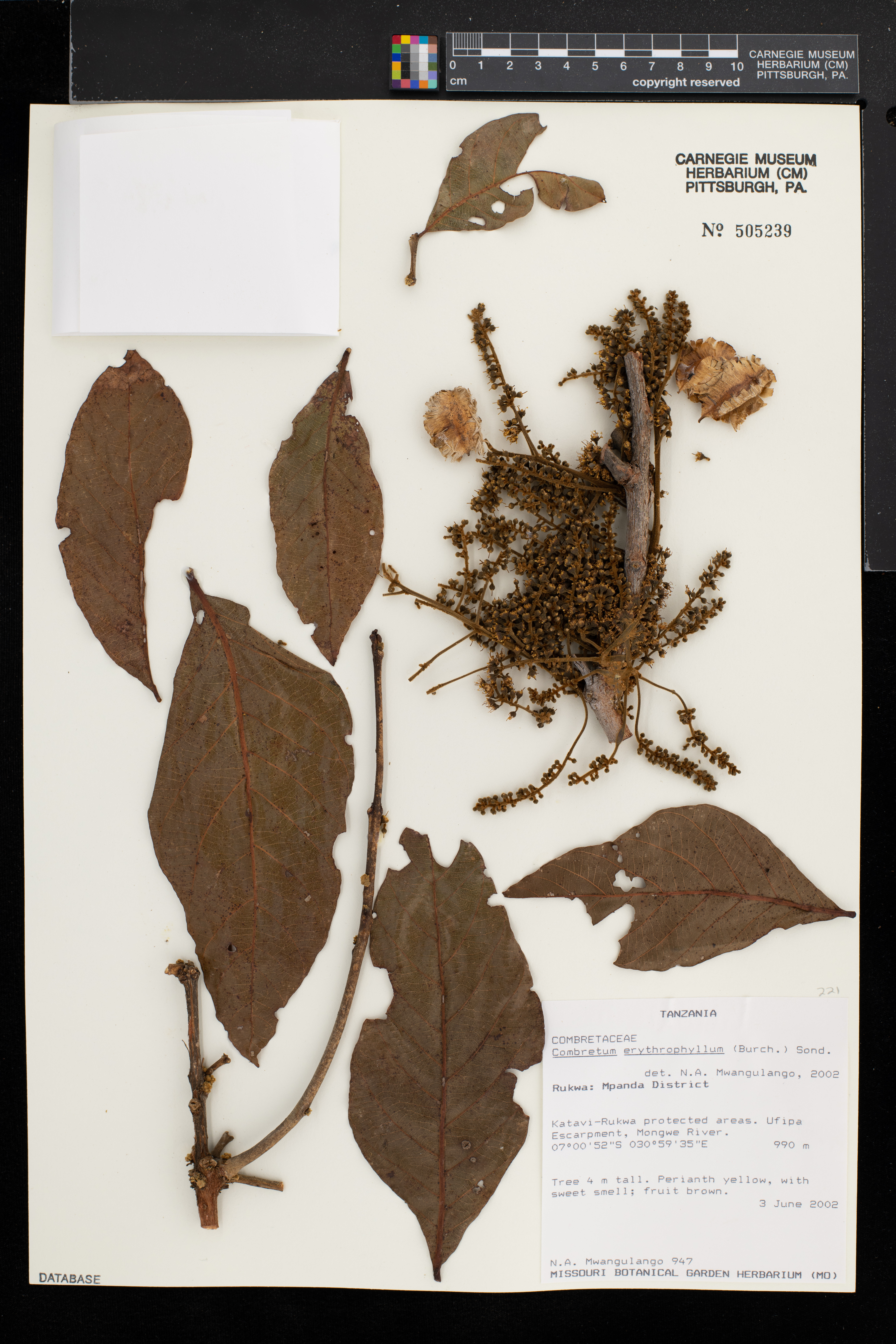Combretum erythrophyllum image