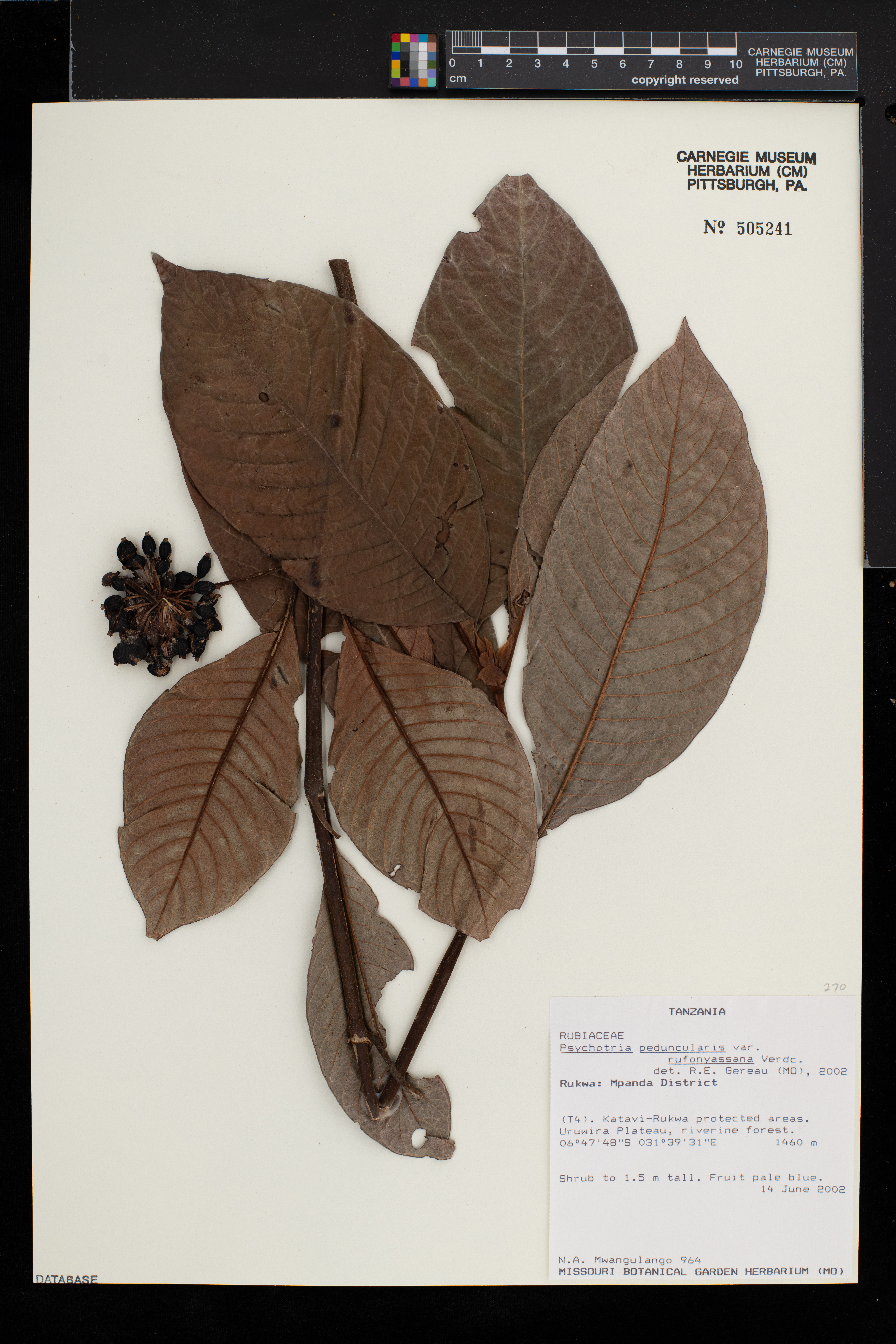 Psychotria peduncularis var. rufonyassana image