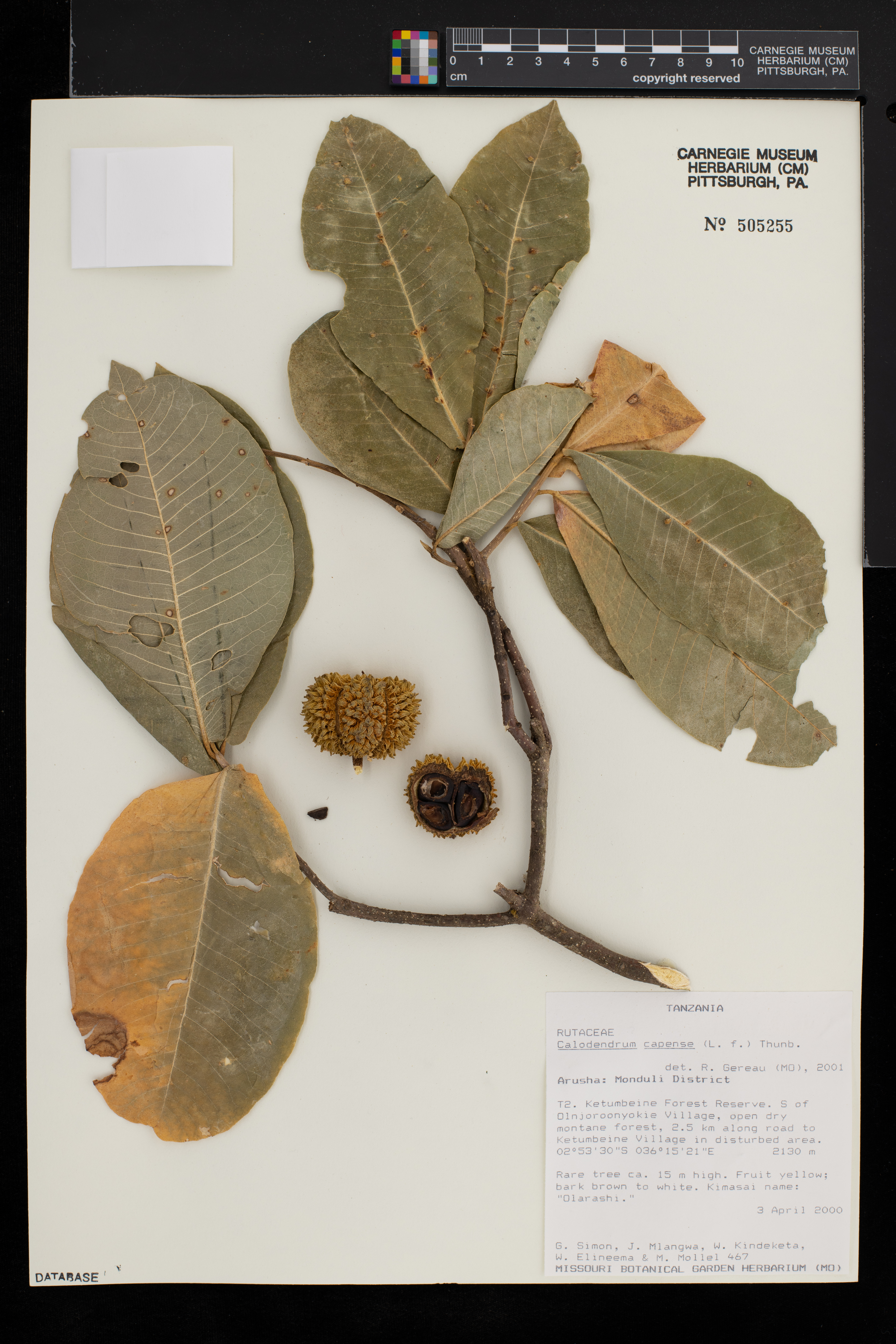 Calodendrum image