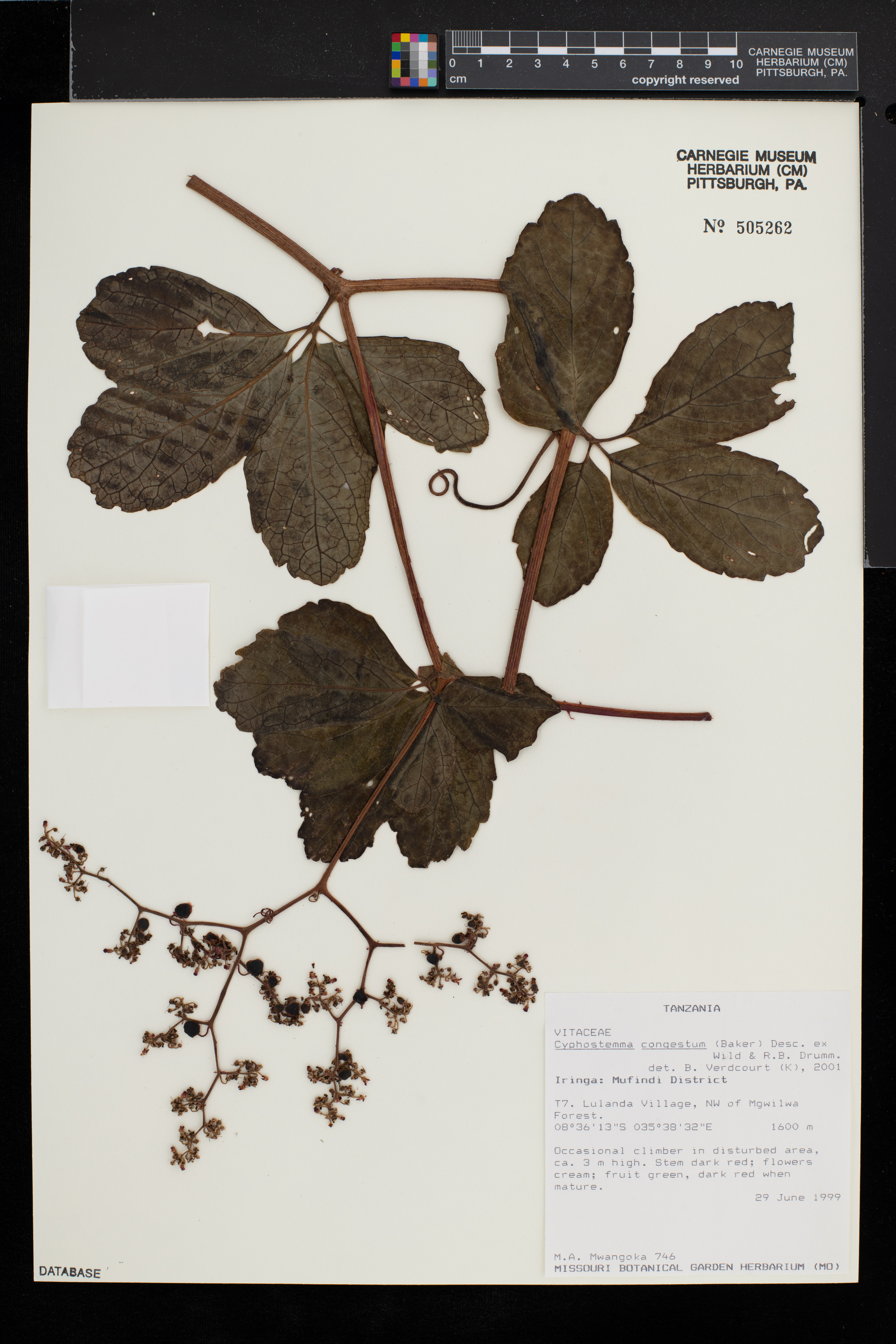 Cyphostemma congestum image