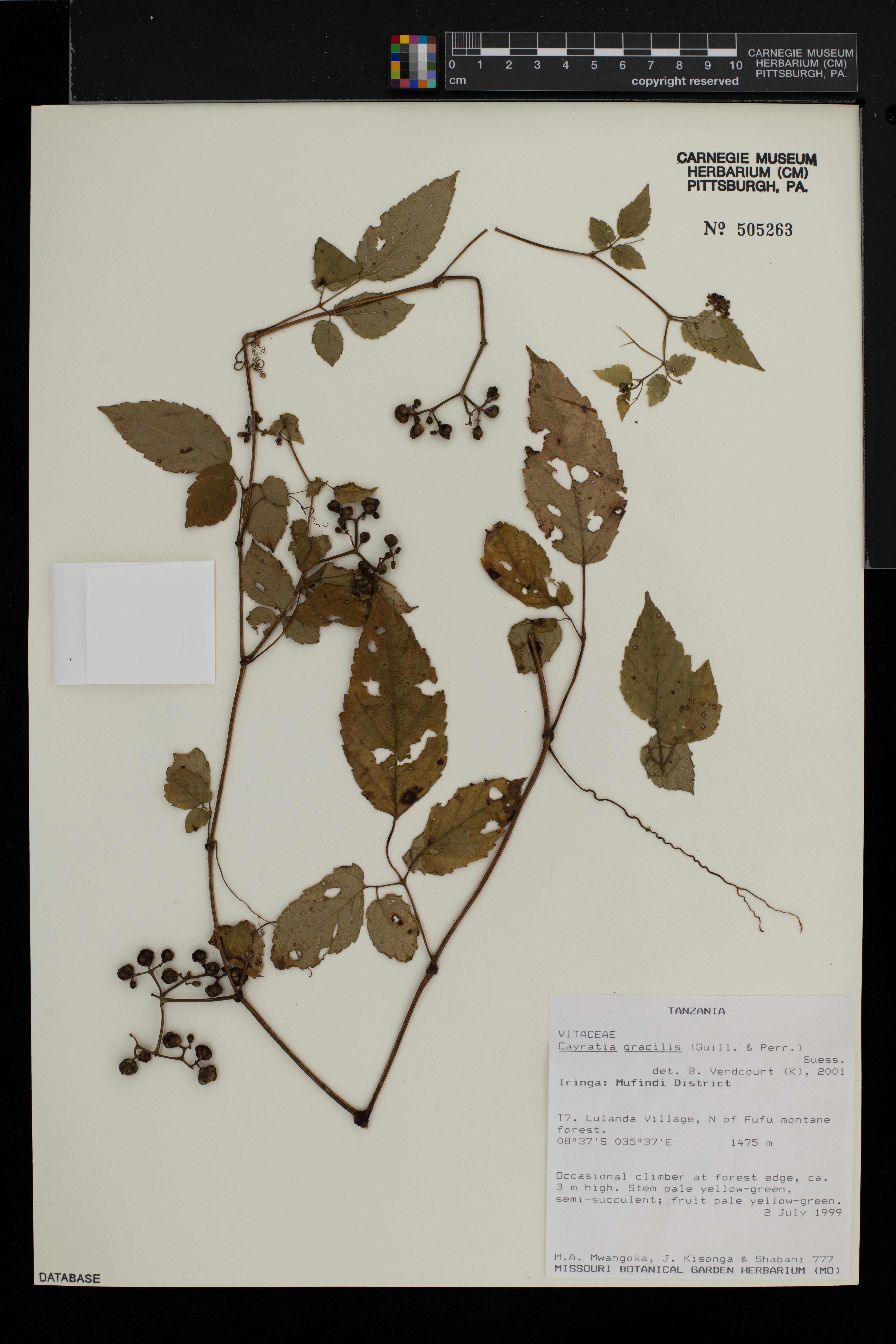 Cayratia gracilis image