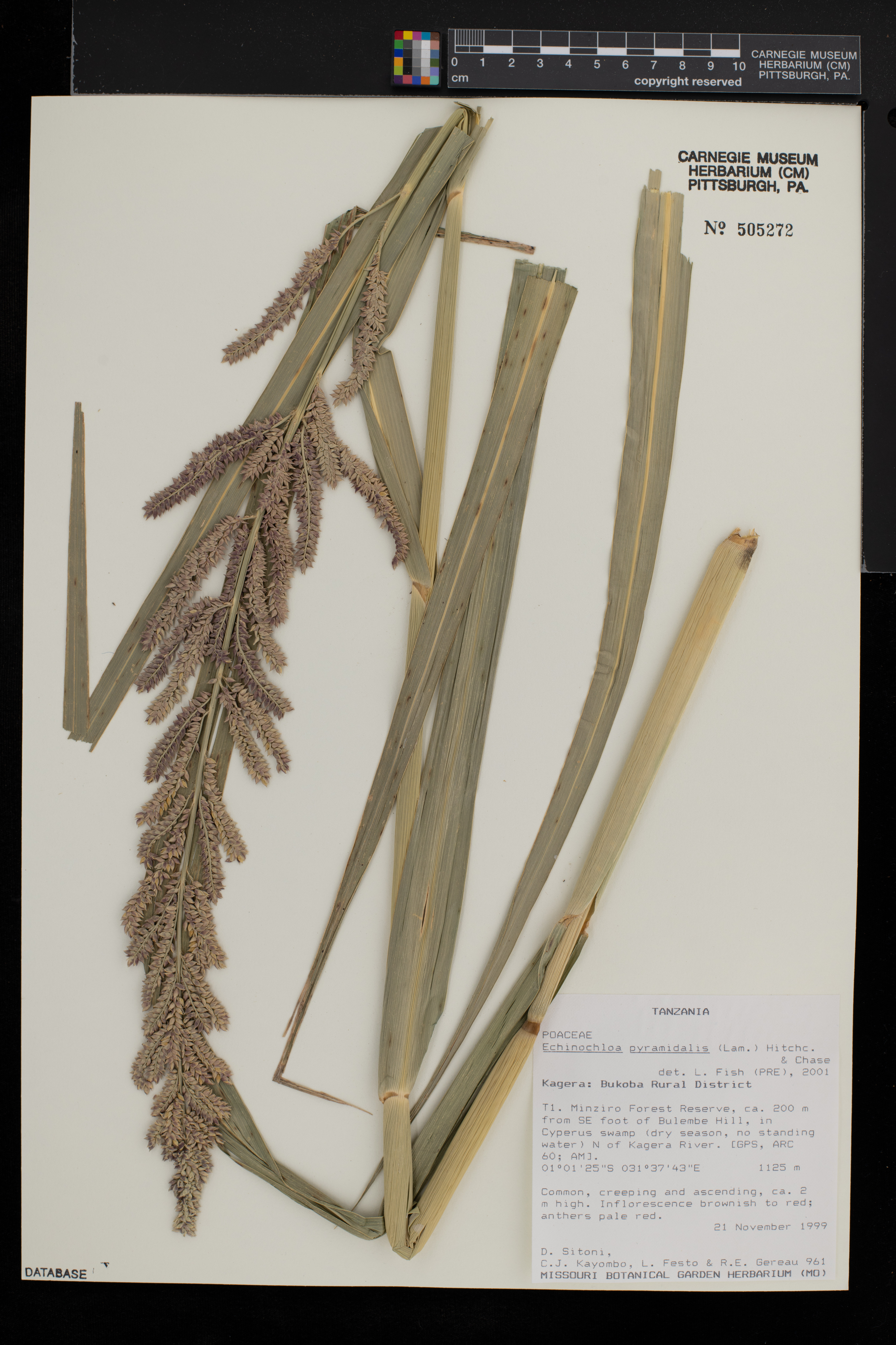Echinochloa pyramidalis image