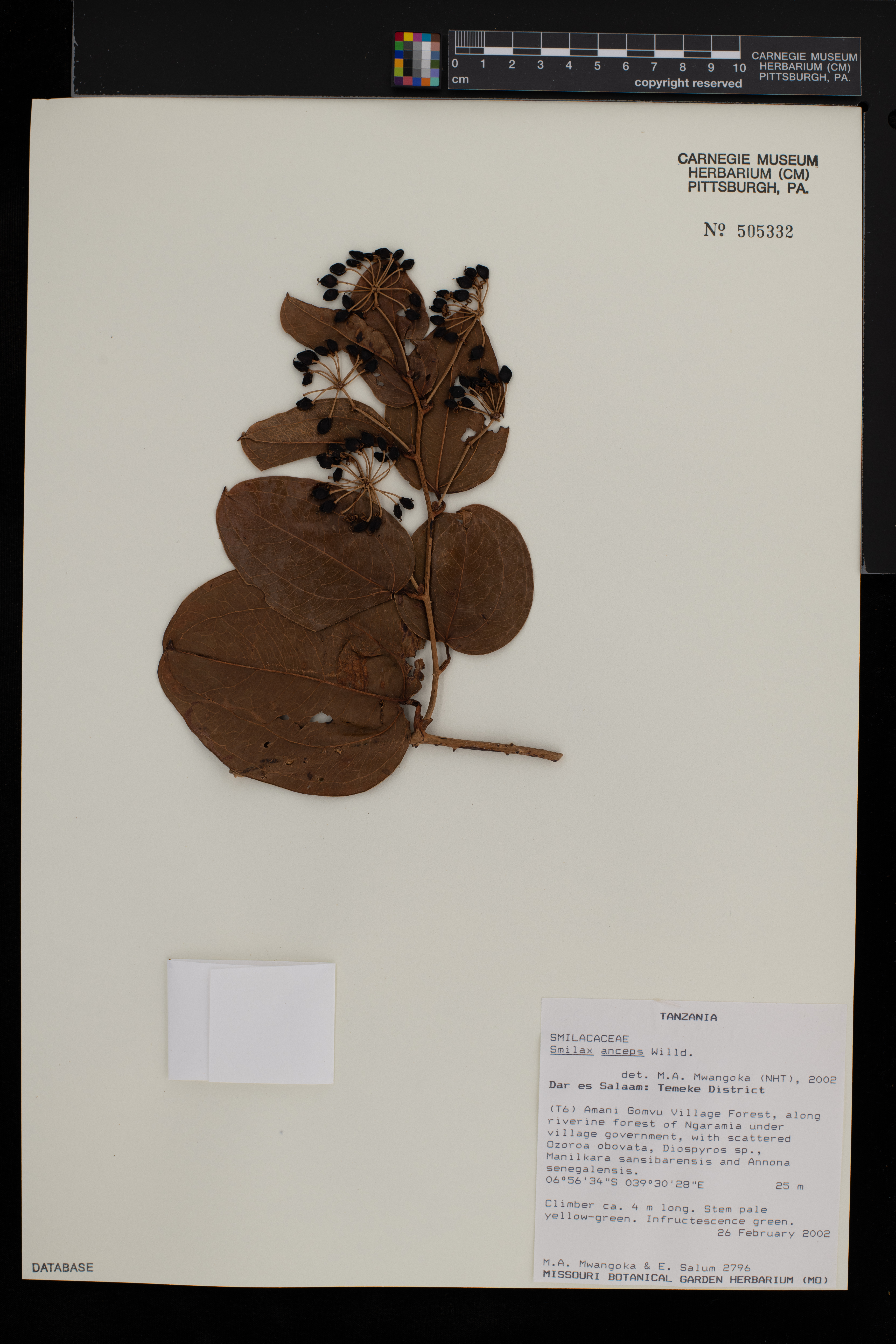 Smilax anceps image