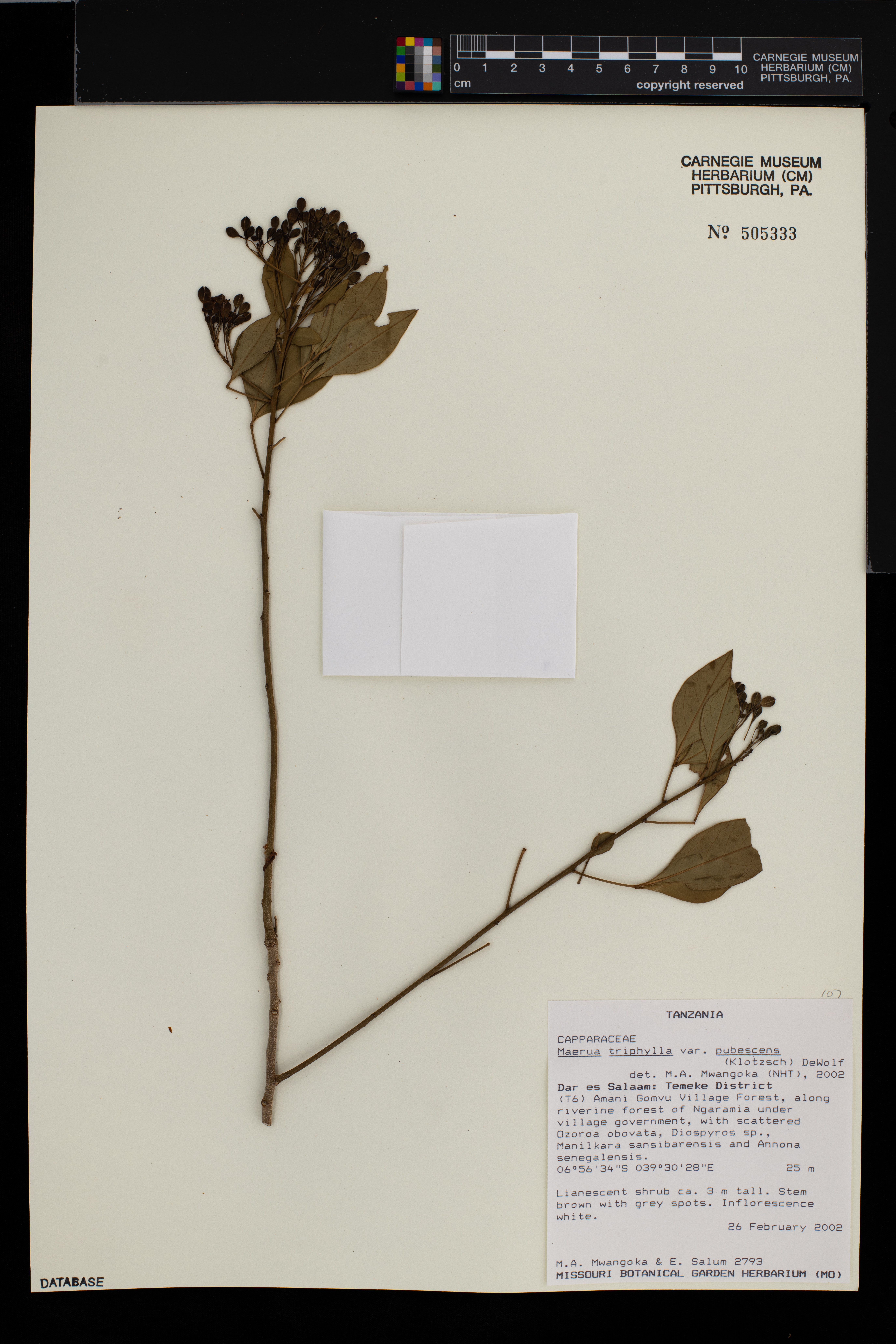 Maerua triphylla var. pubescens image