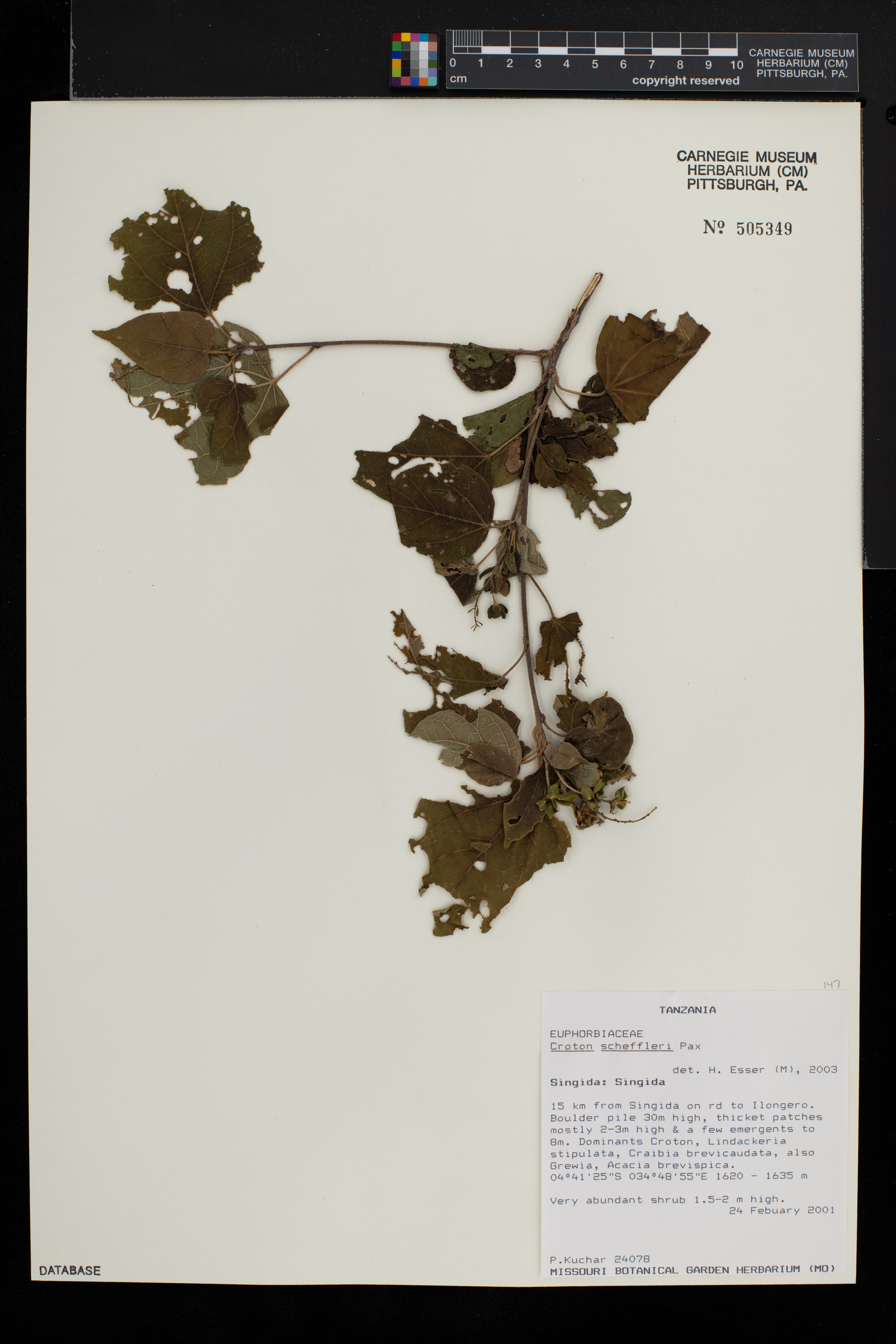 Croton scheffleri image