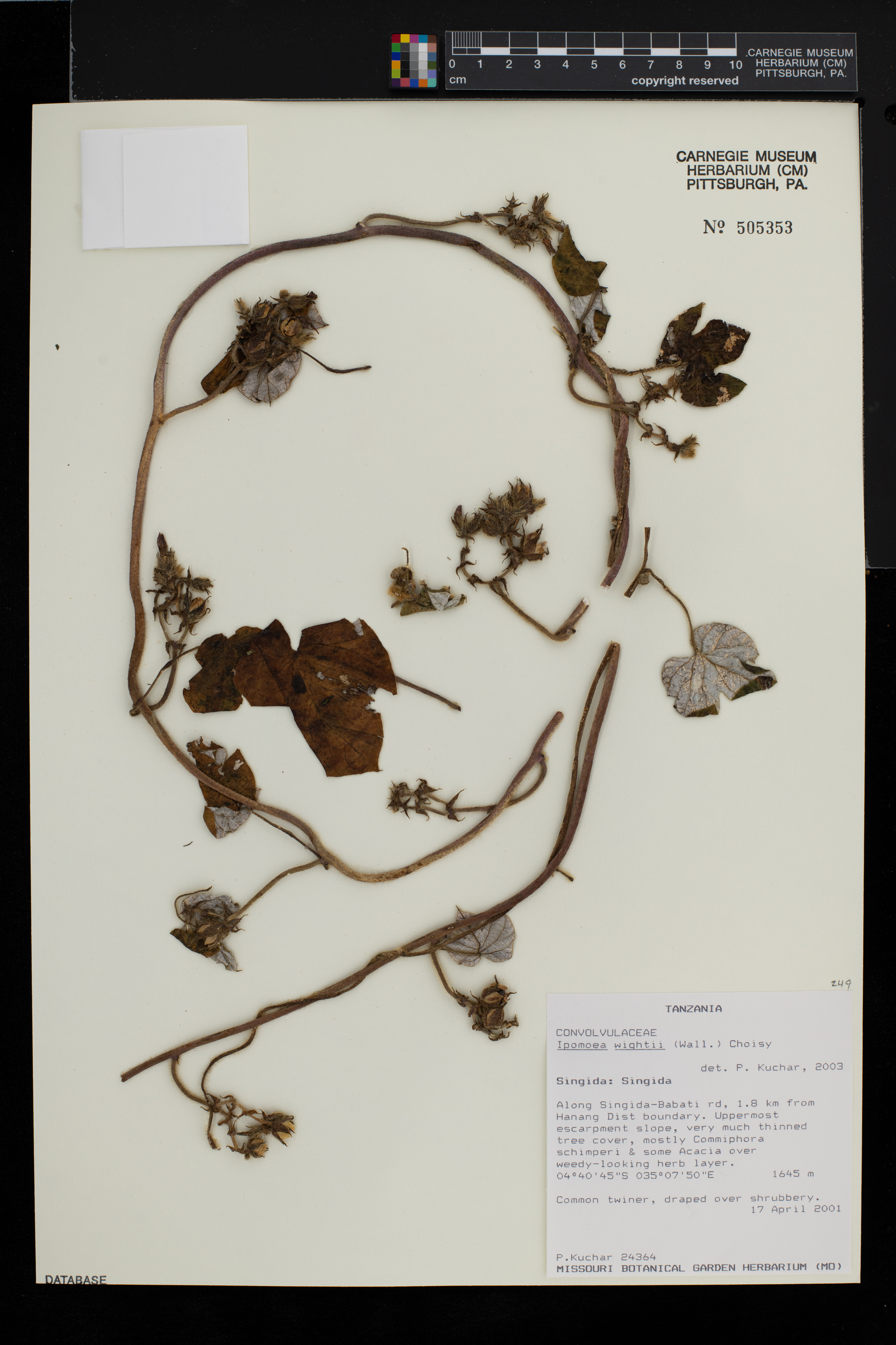 Ipomoea wightii image