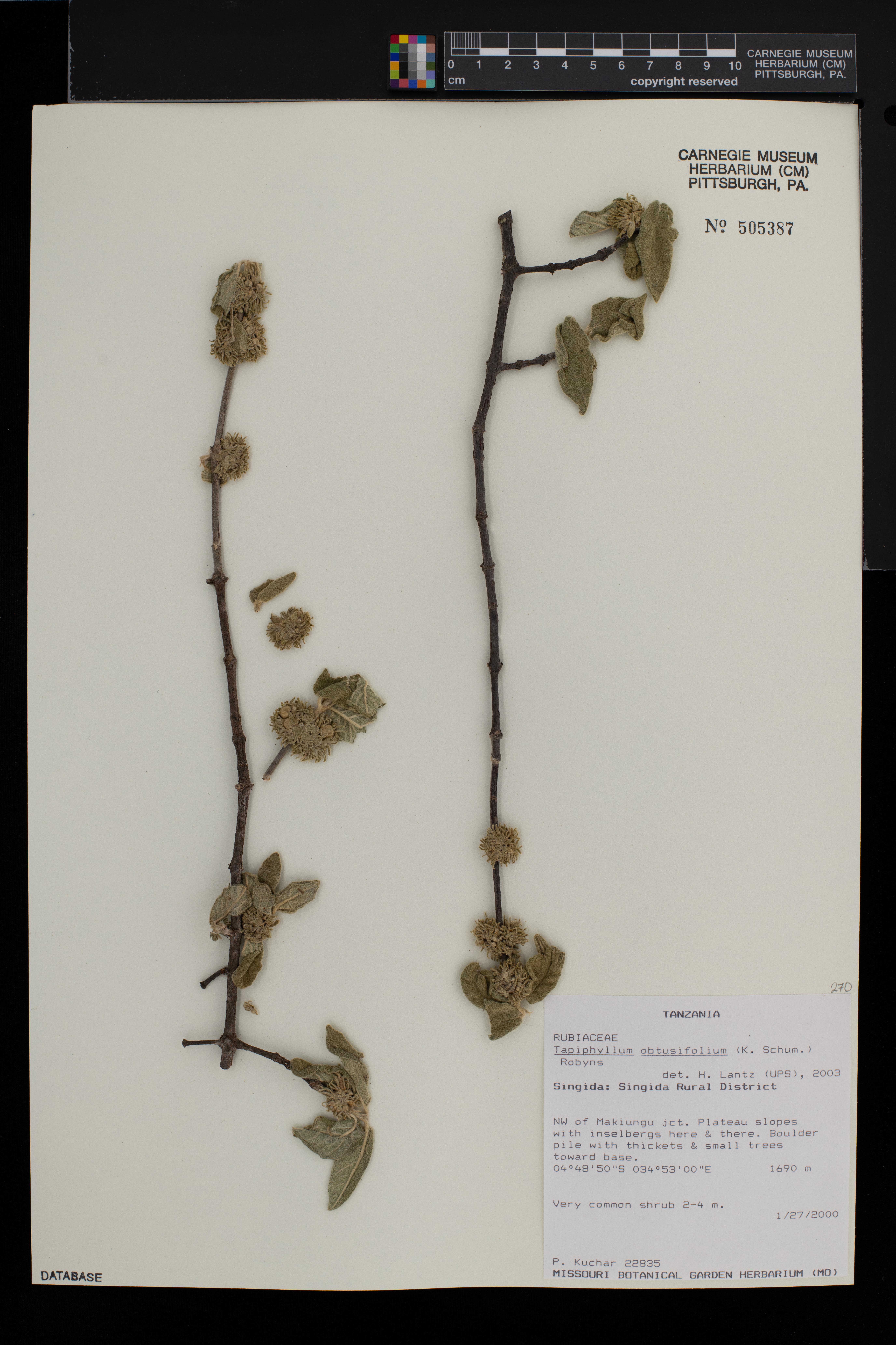 Vangueria obtusifolia image