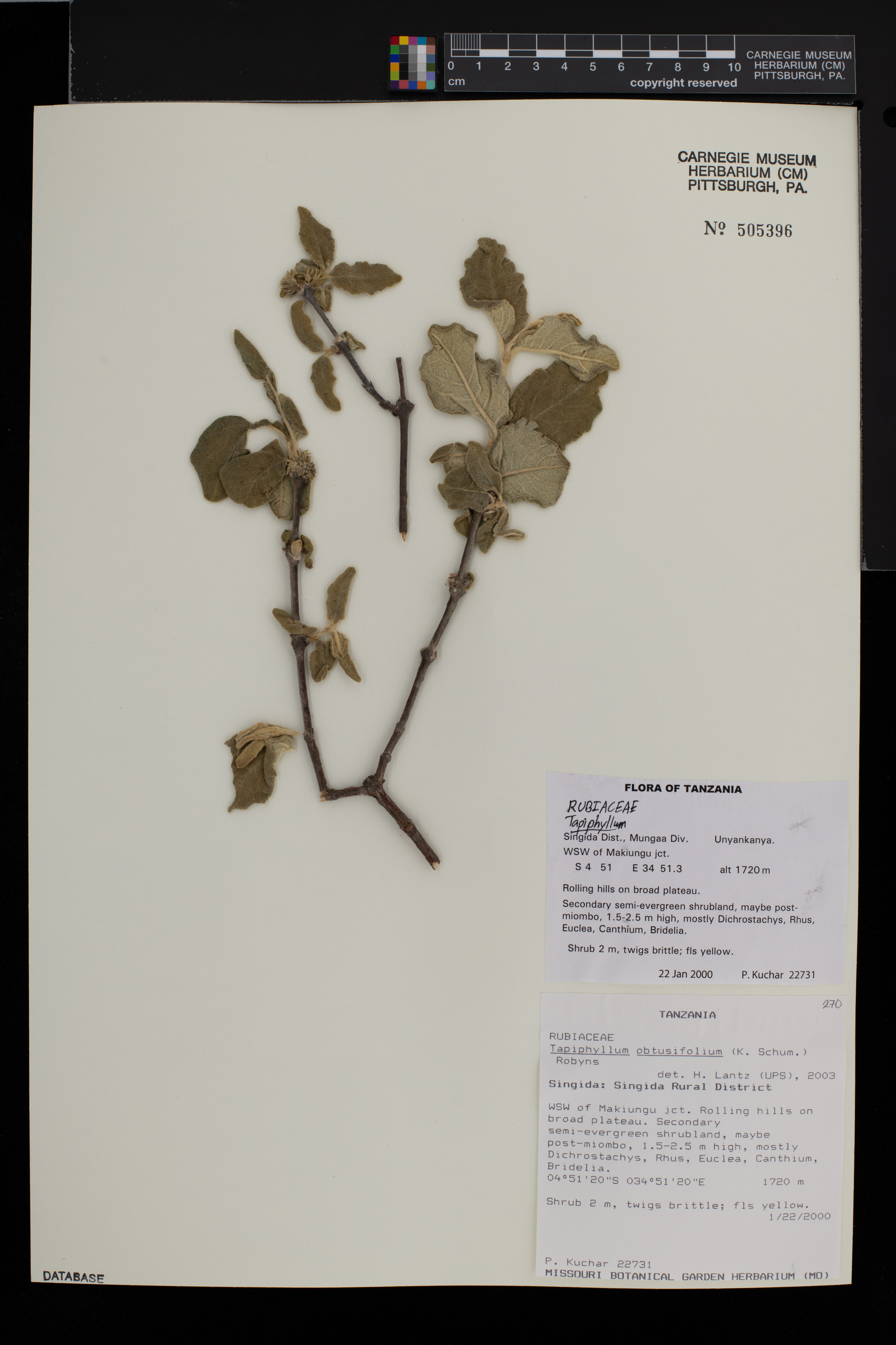 Vangueria obtusifolia image