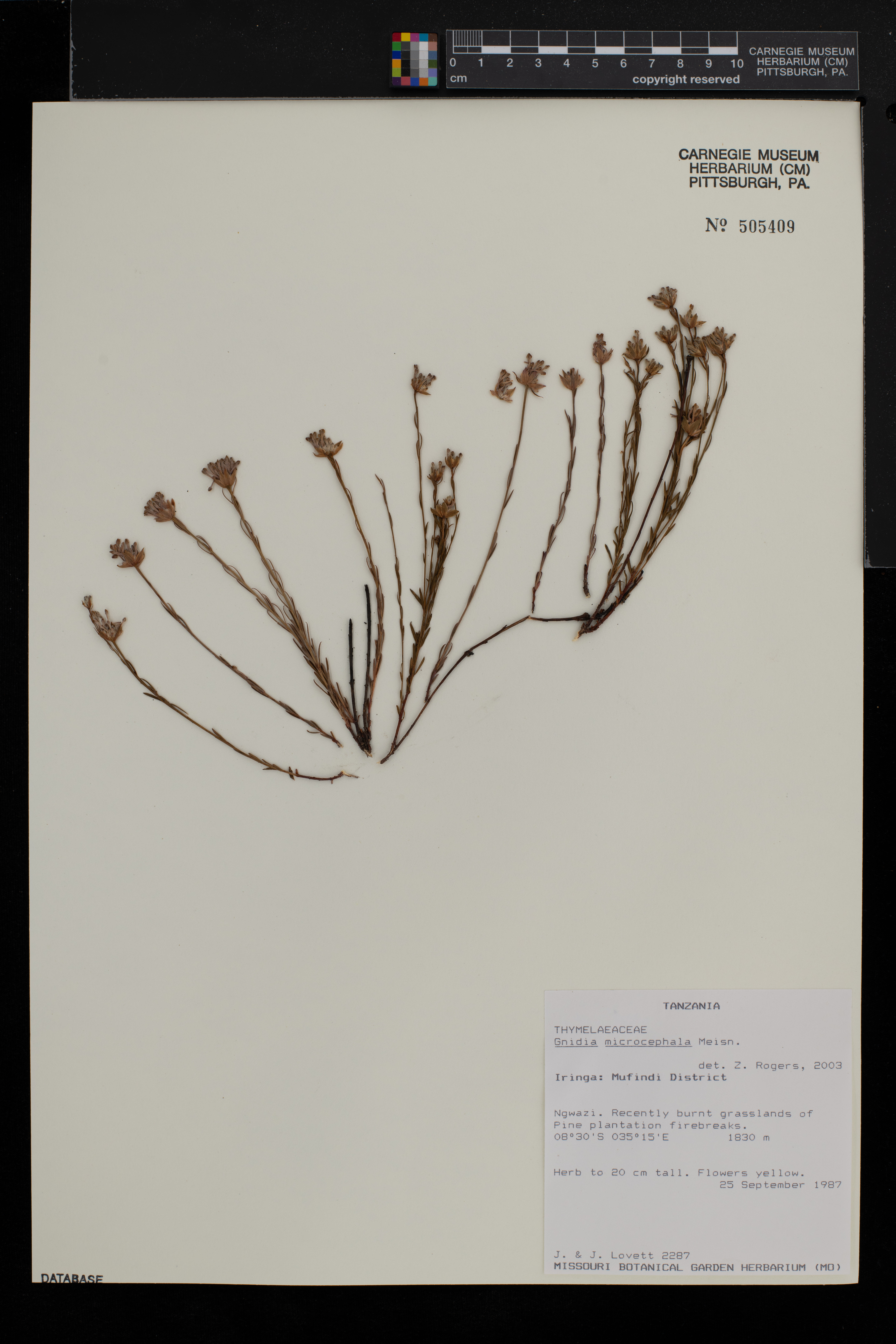 Gnidia microcephala image