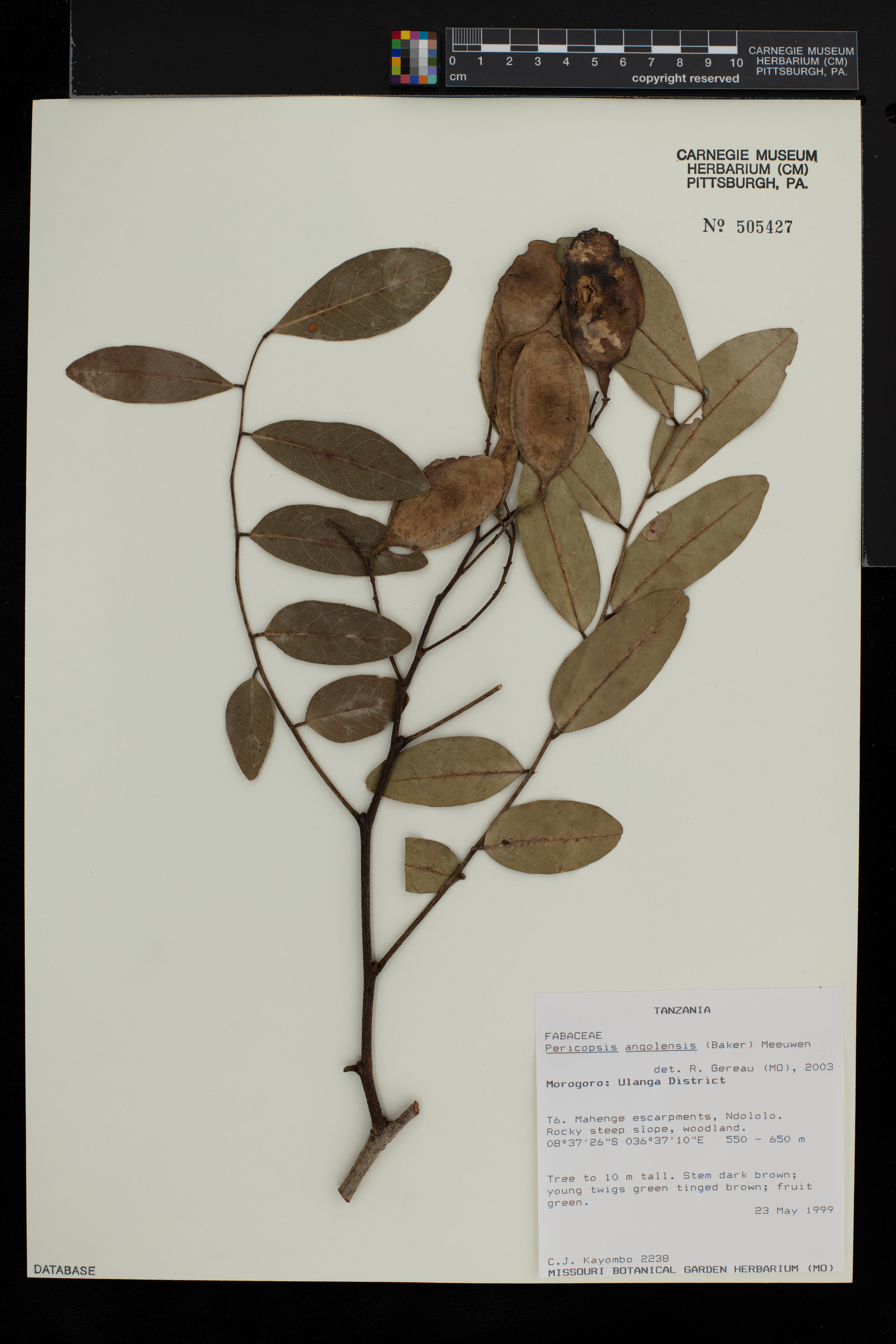 Pericopsis angolensis image