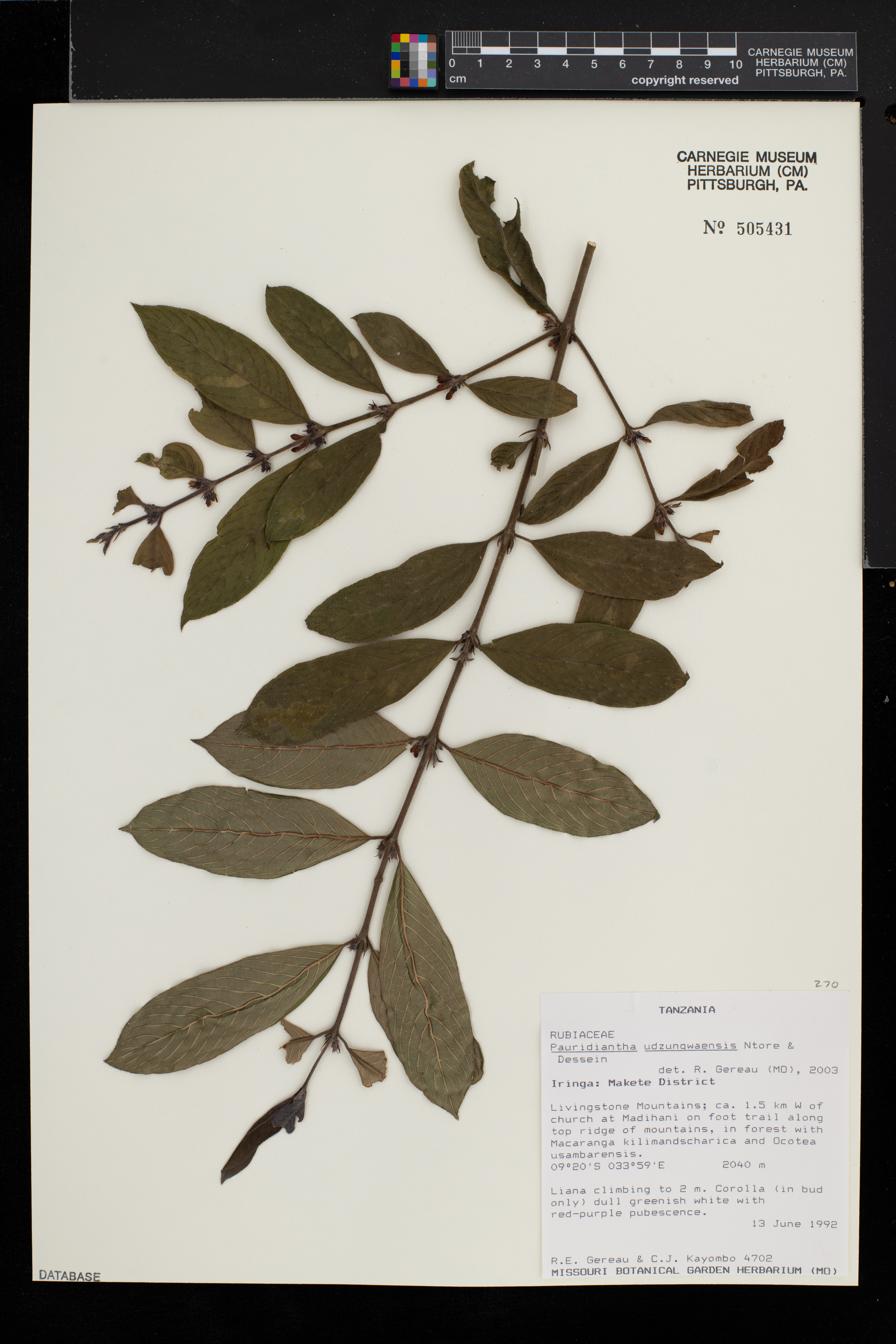 Pauridiantha udzungwaensis image