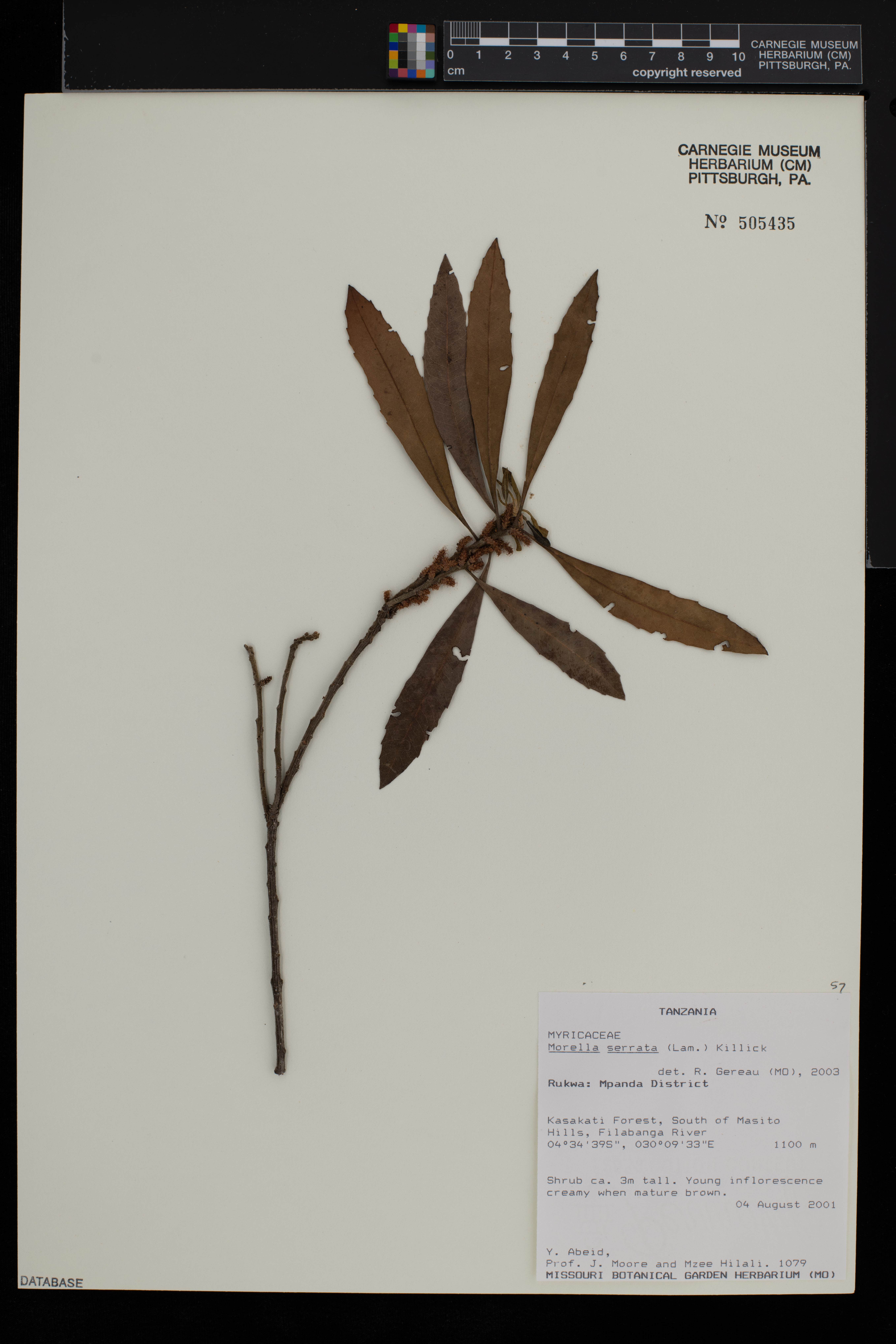 Morella serrata image