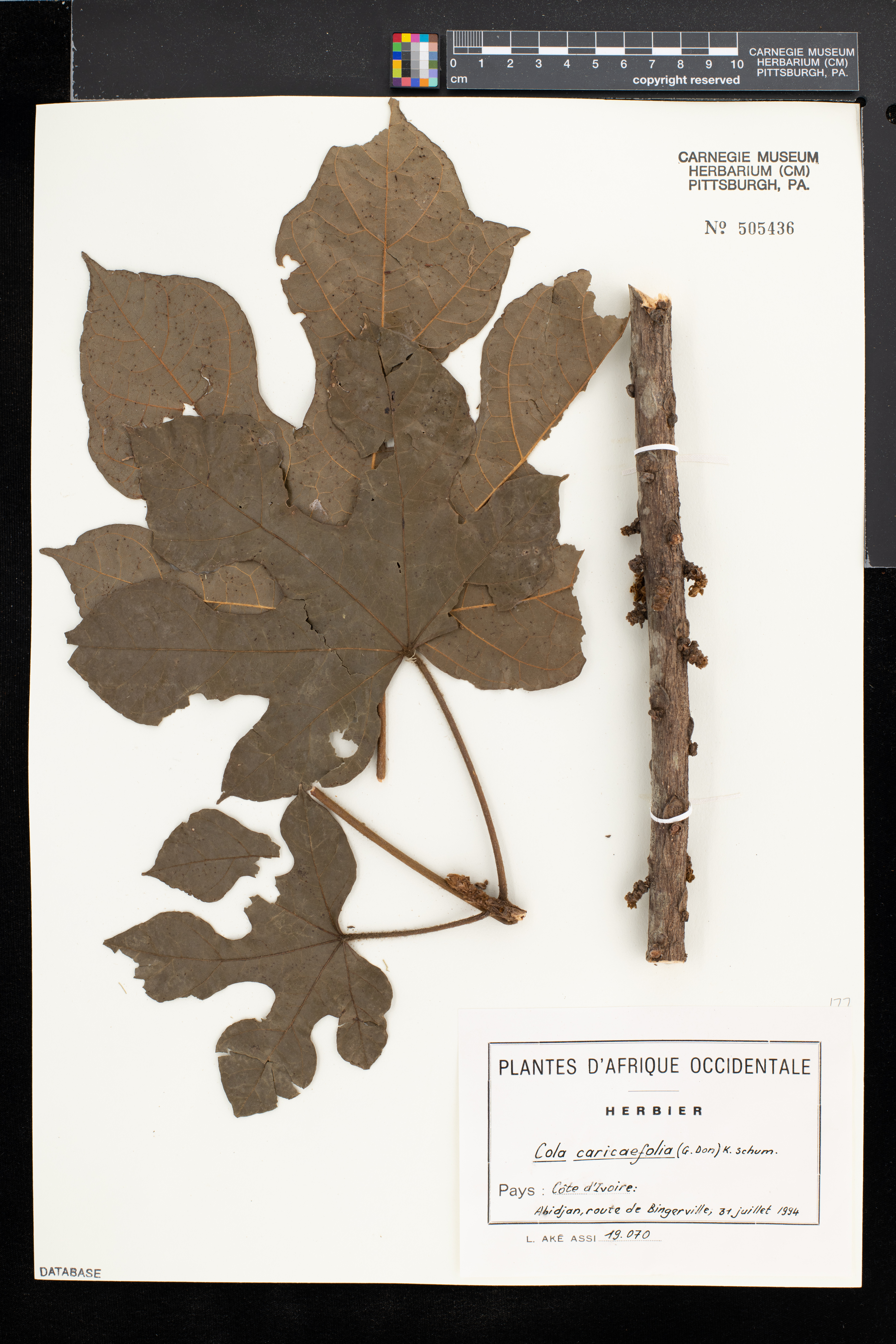Cola caricifolia image