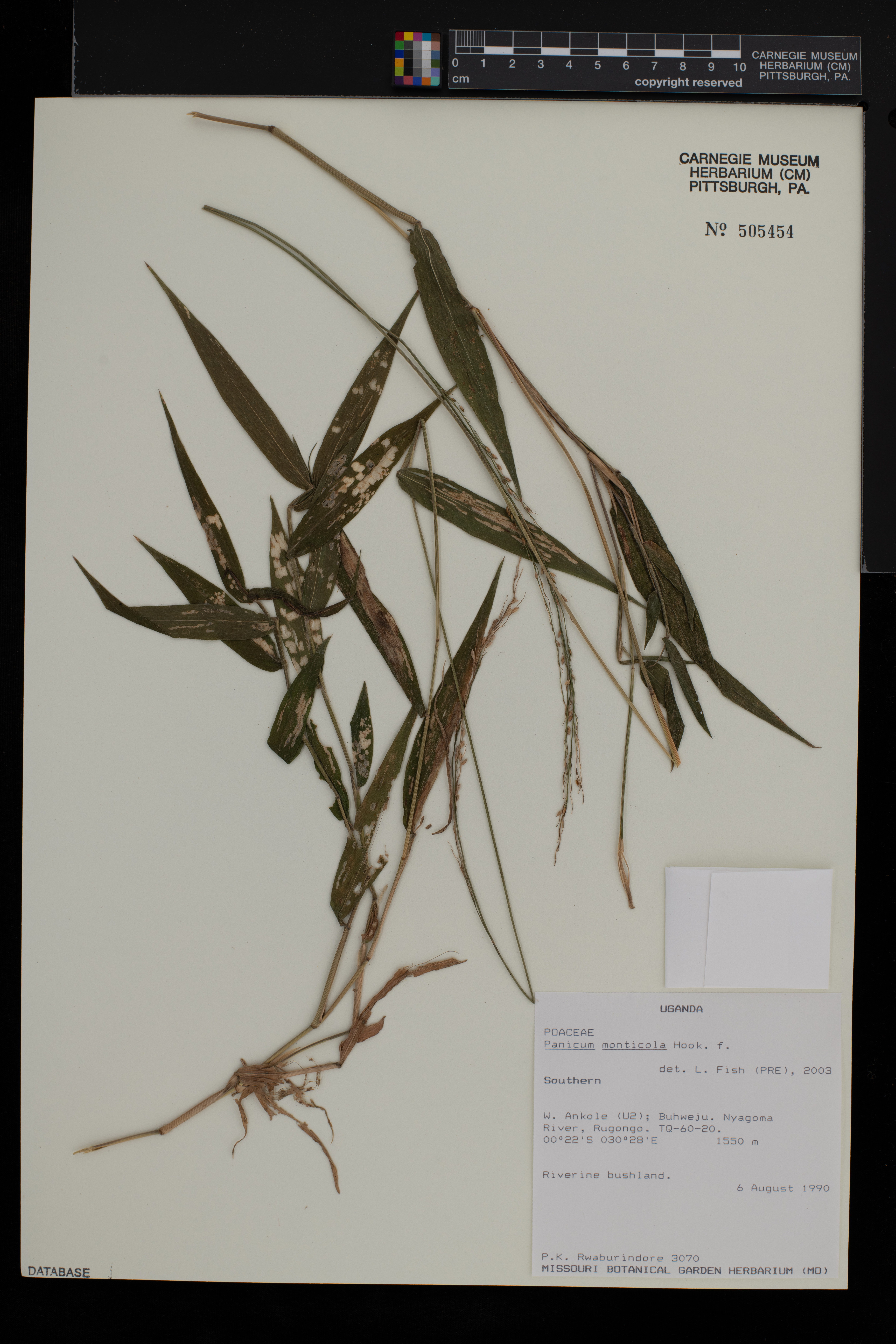 Panicum monticola image