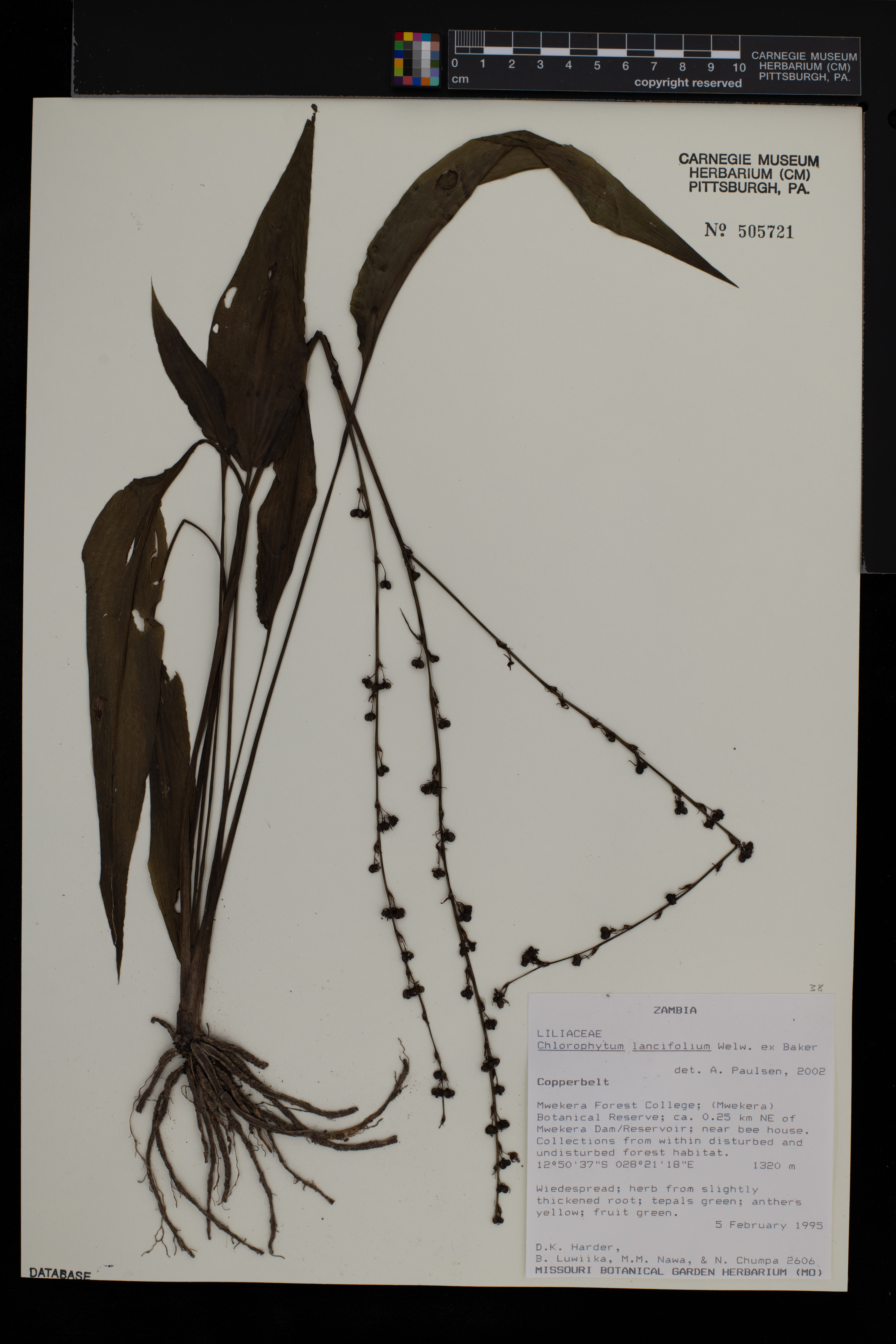 Chlorophytum lancifolium image