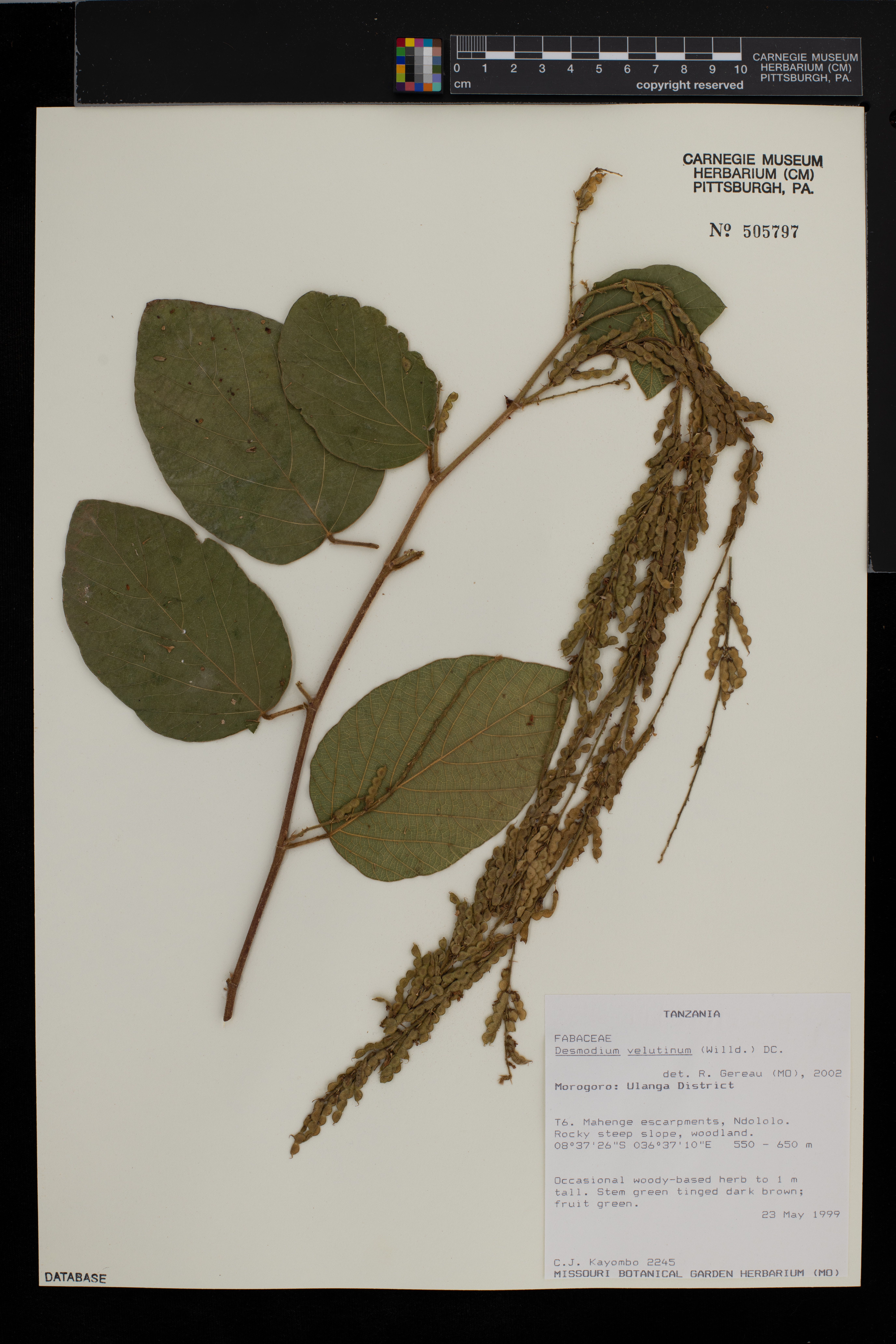 Desmodium velutinum image