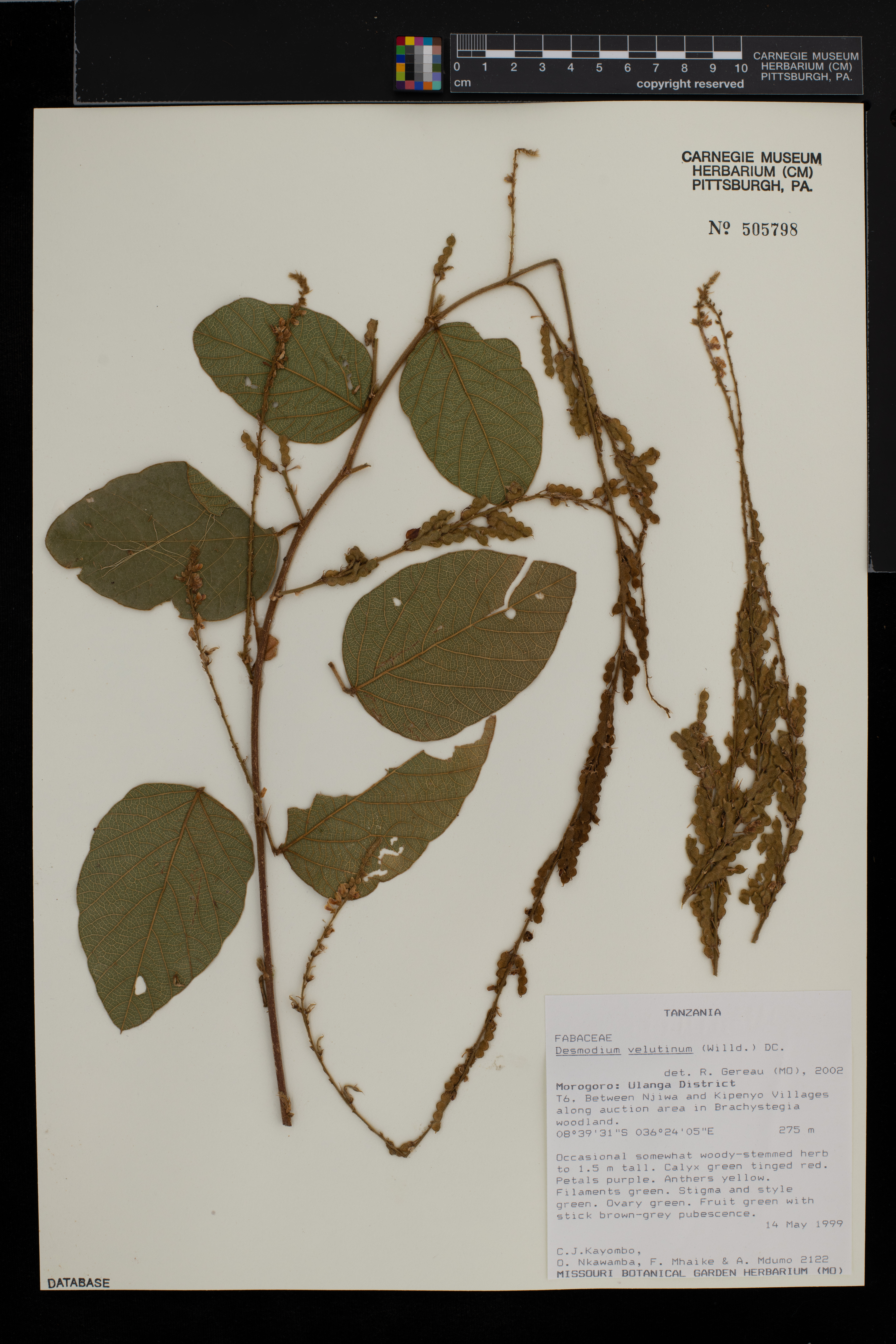 Desmodium velutinum image