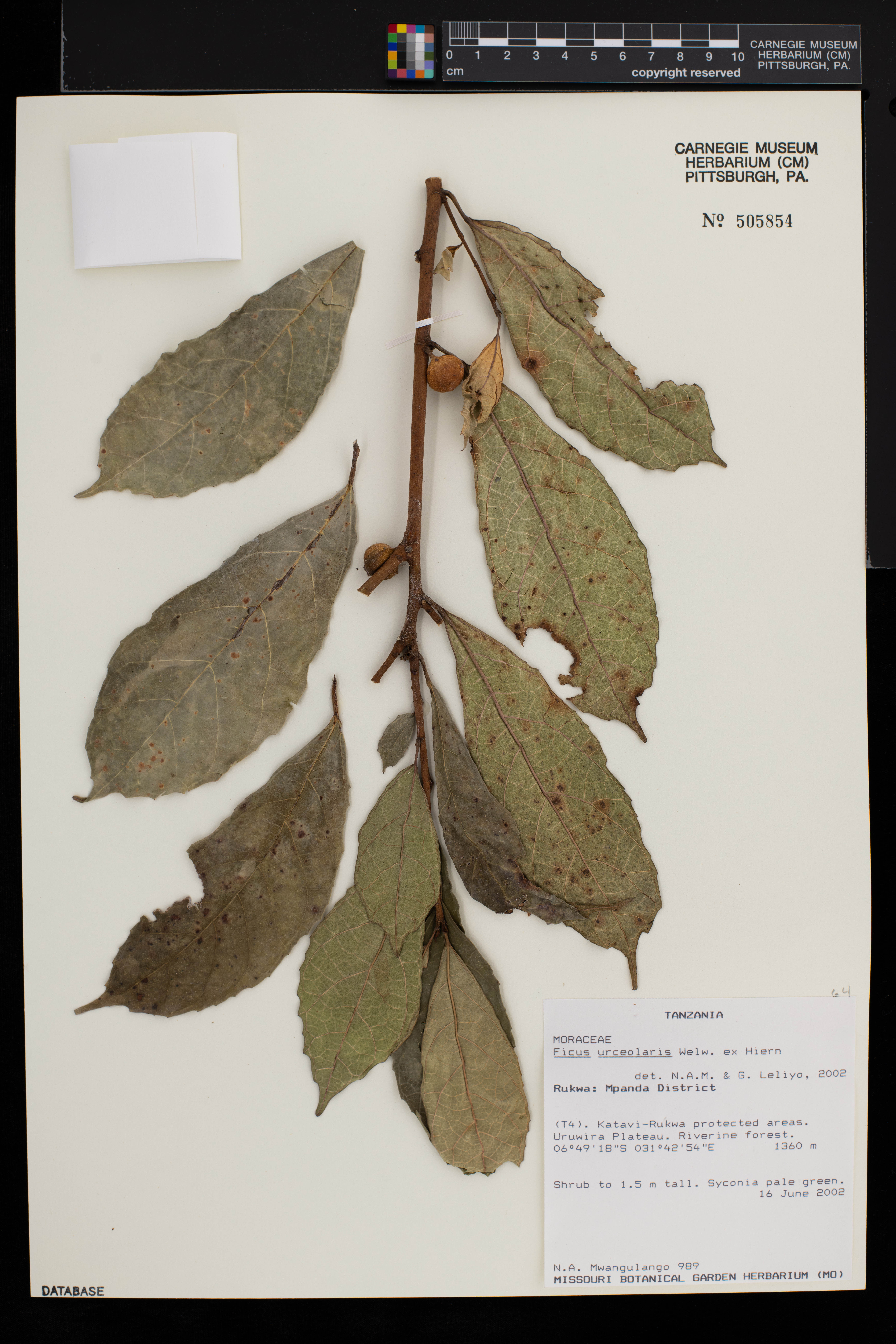 Ficus urceolaris image