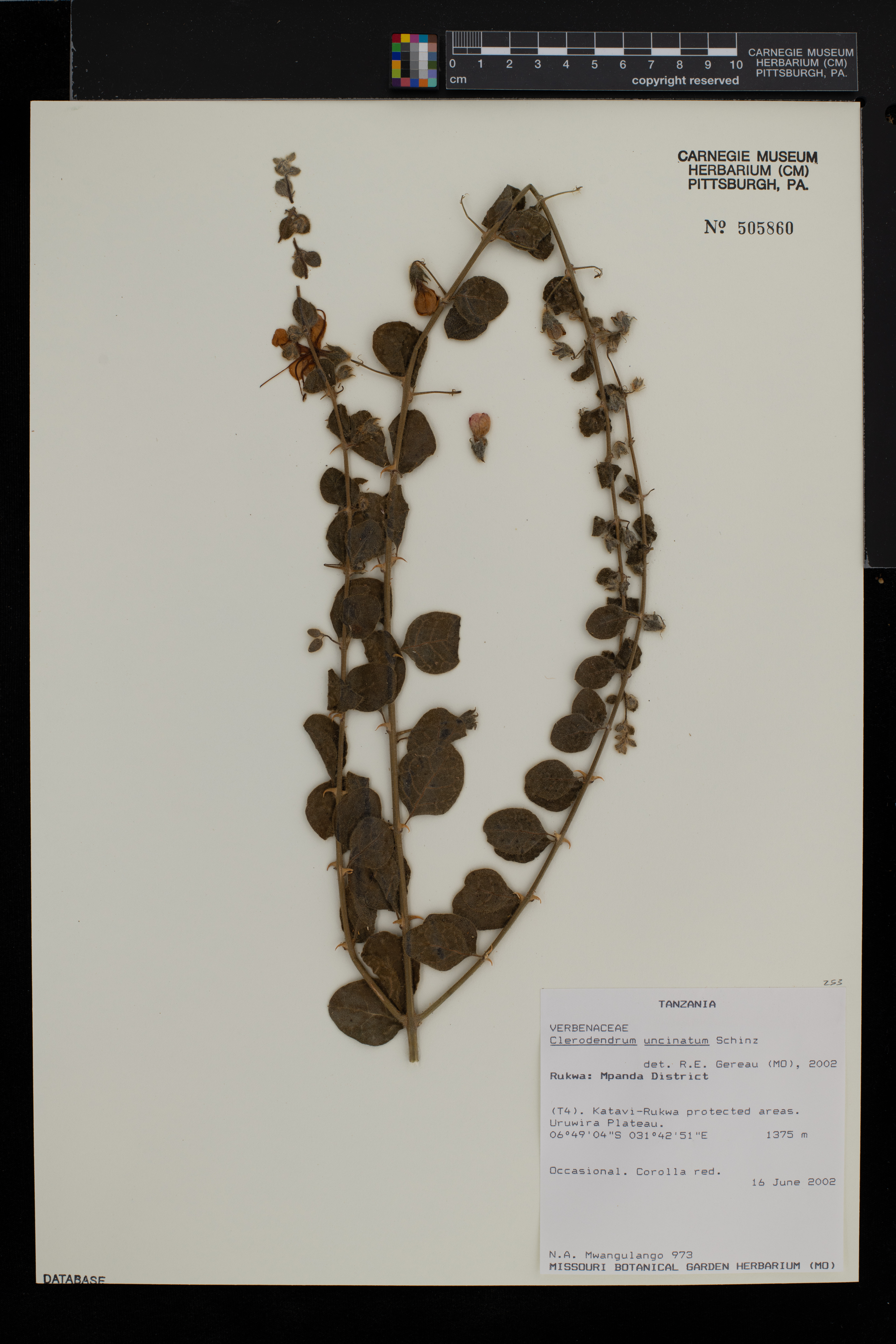 Kalaharia uncinata image