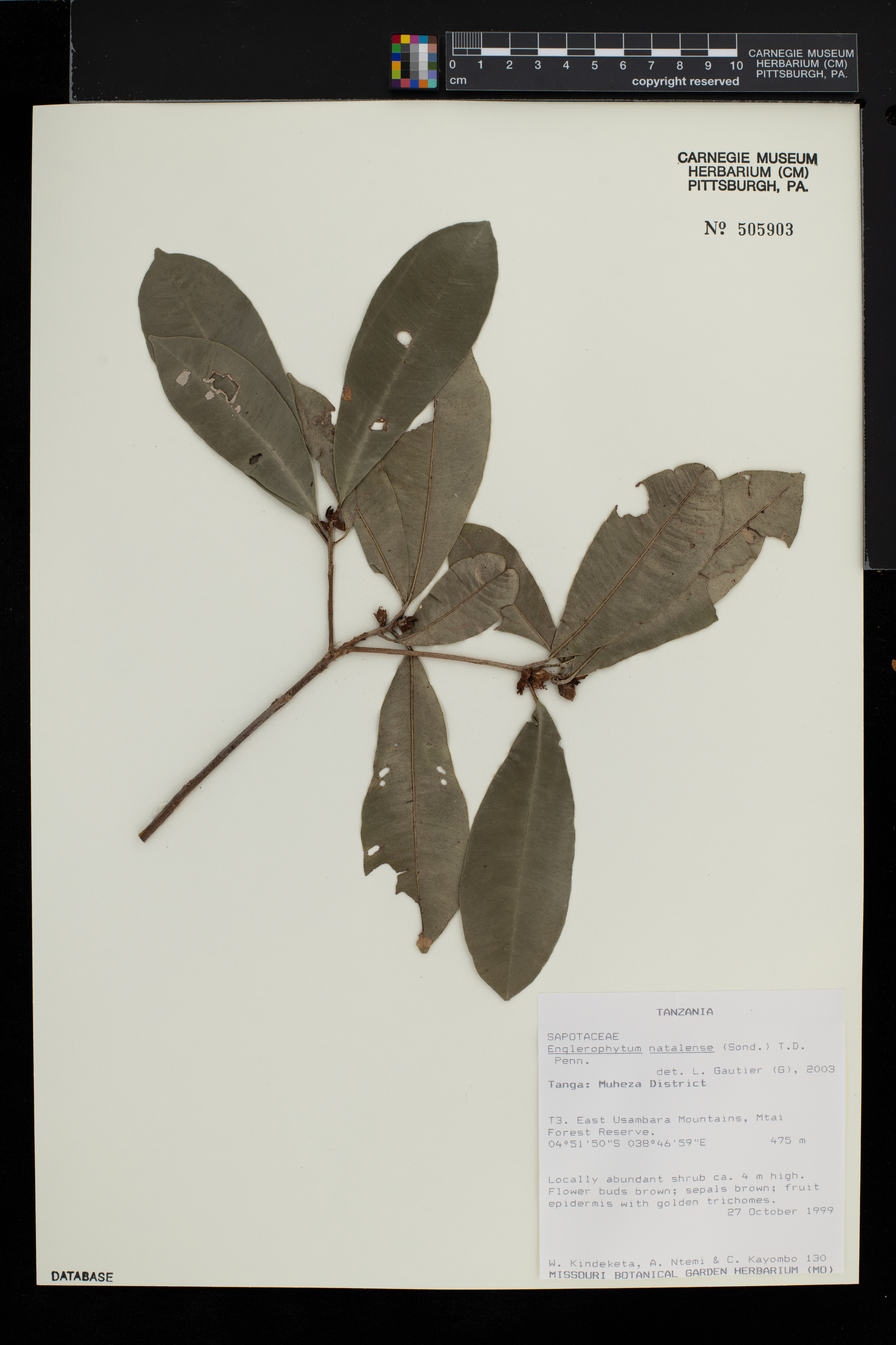 Englerophytum natalense image