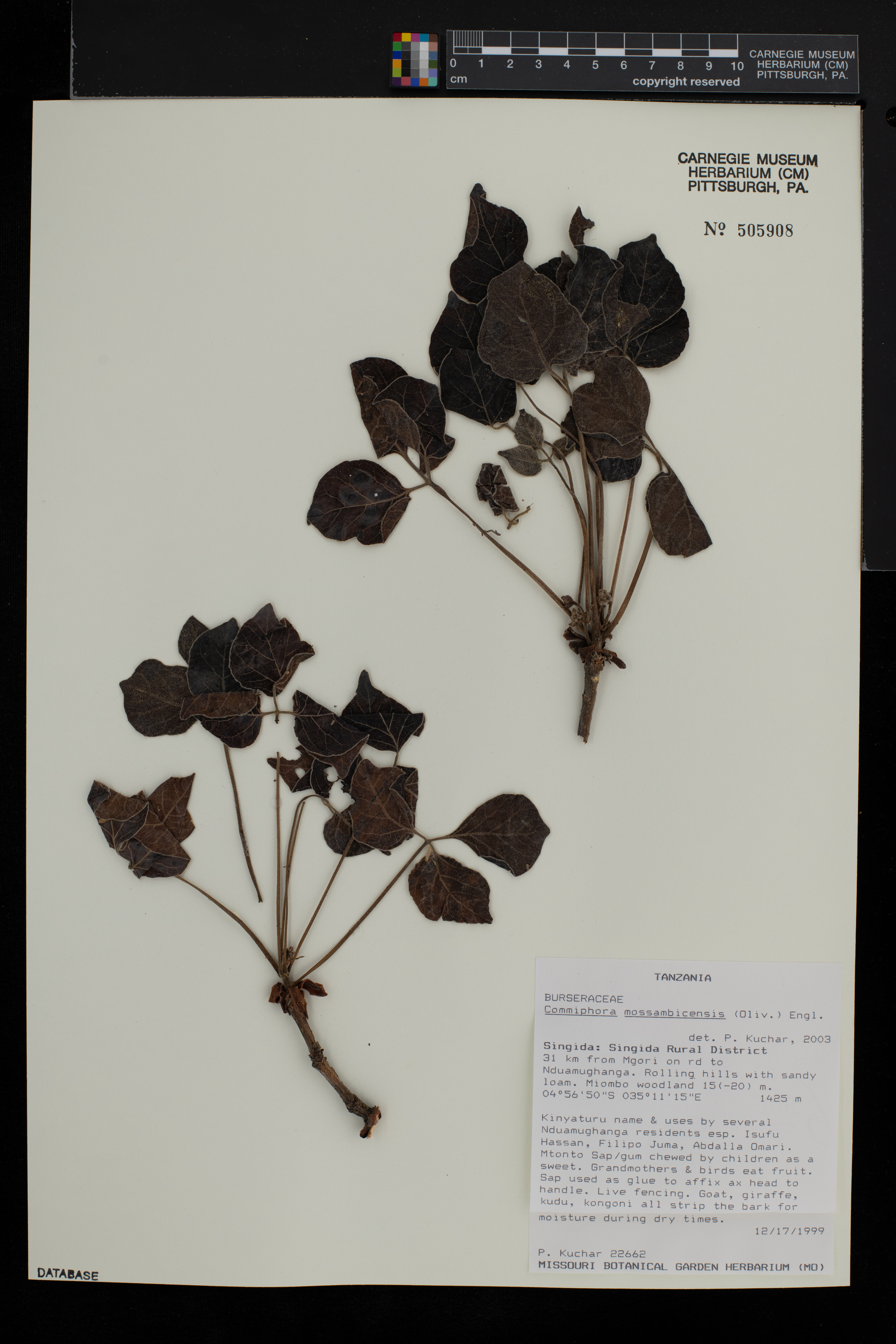 Commiphora mossambicensis image