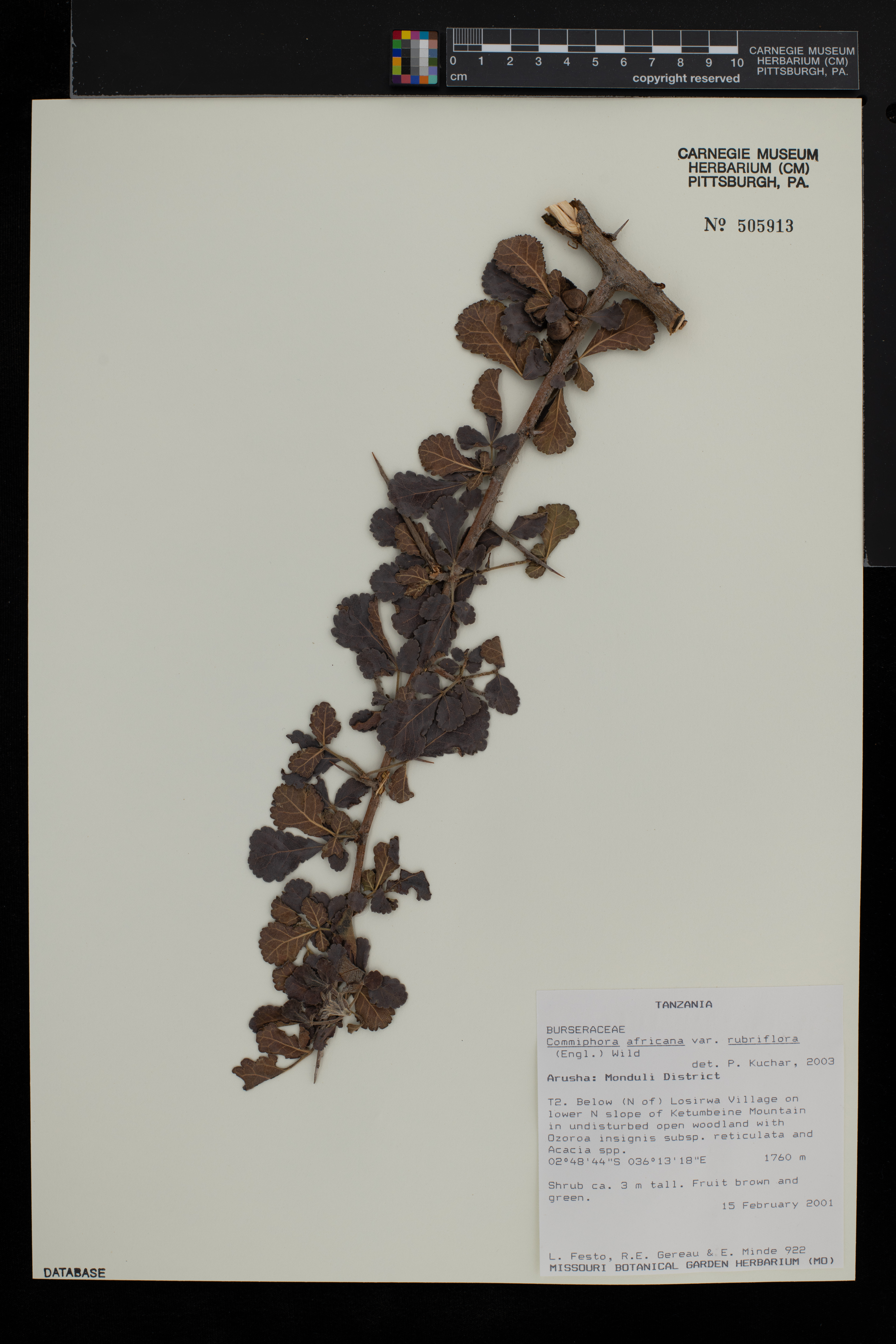 Commiphora africana var. rubriflora image