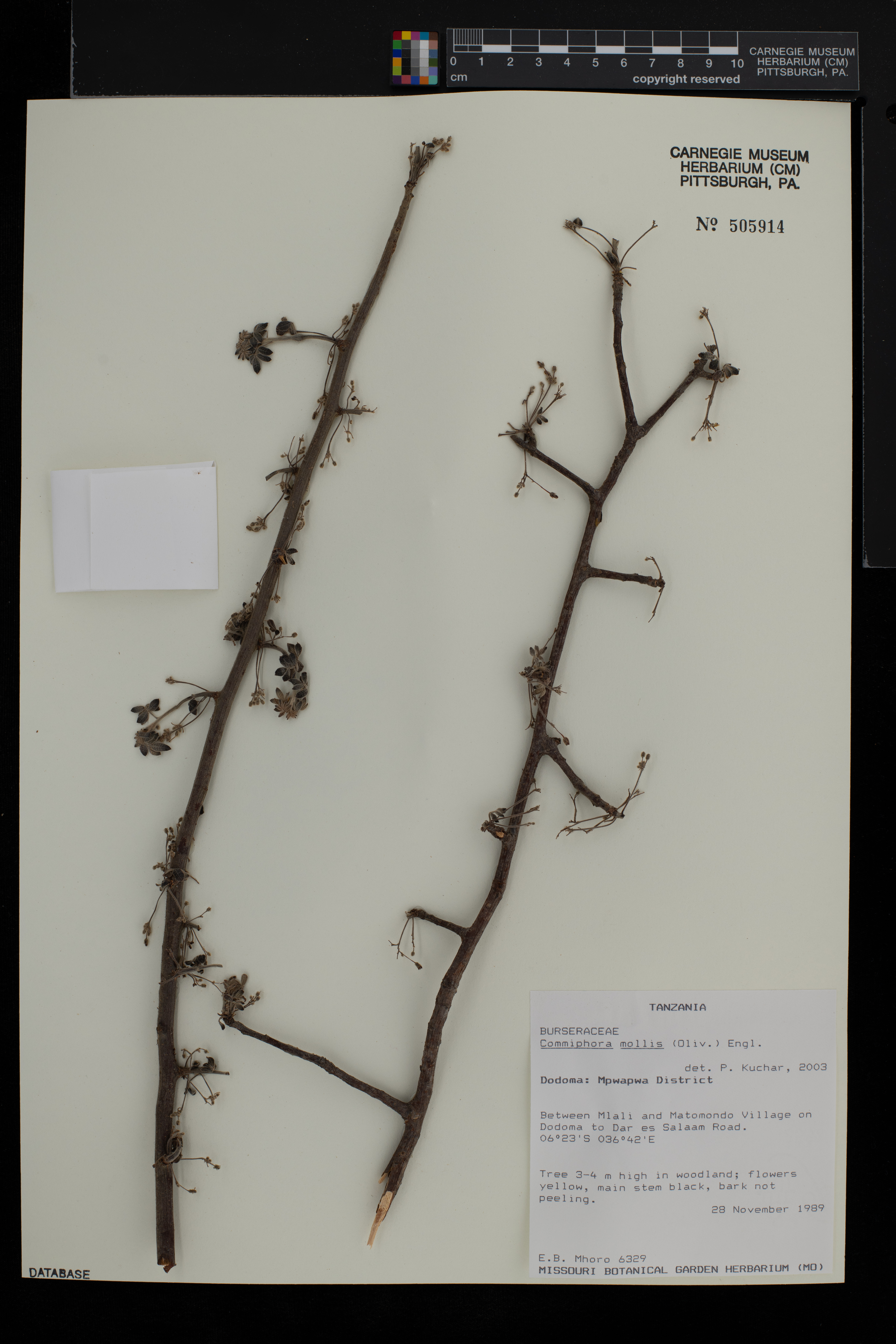 Commiphora mollis image