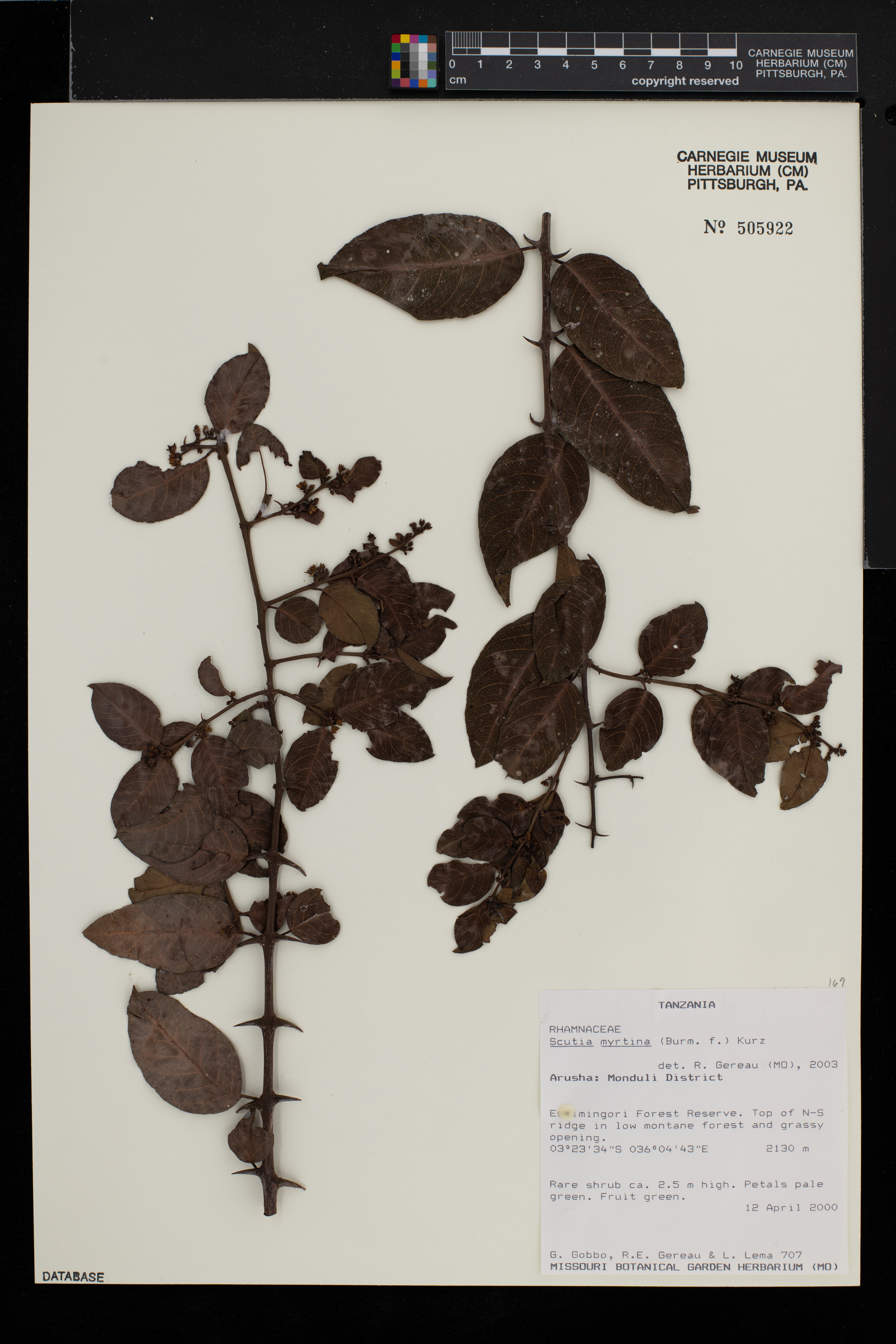 Scutia myrtina image