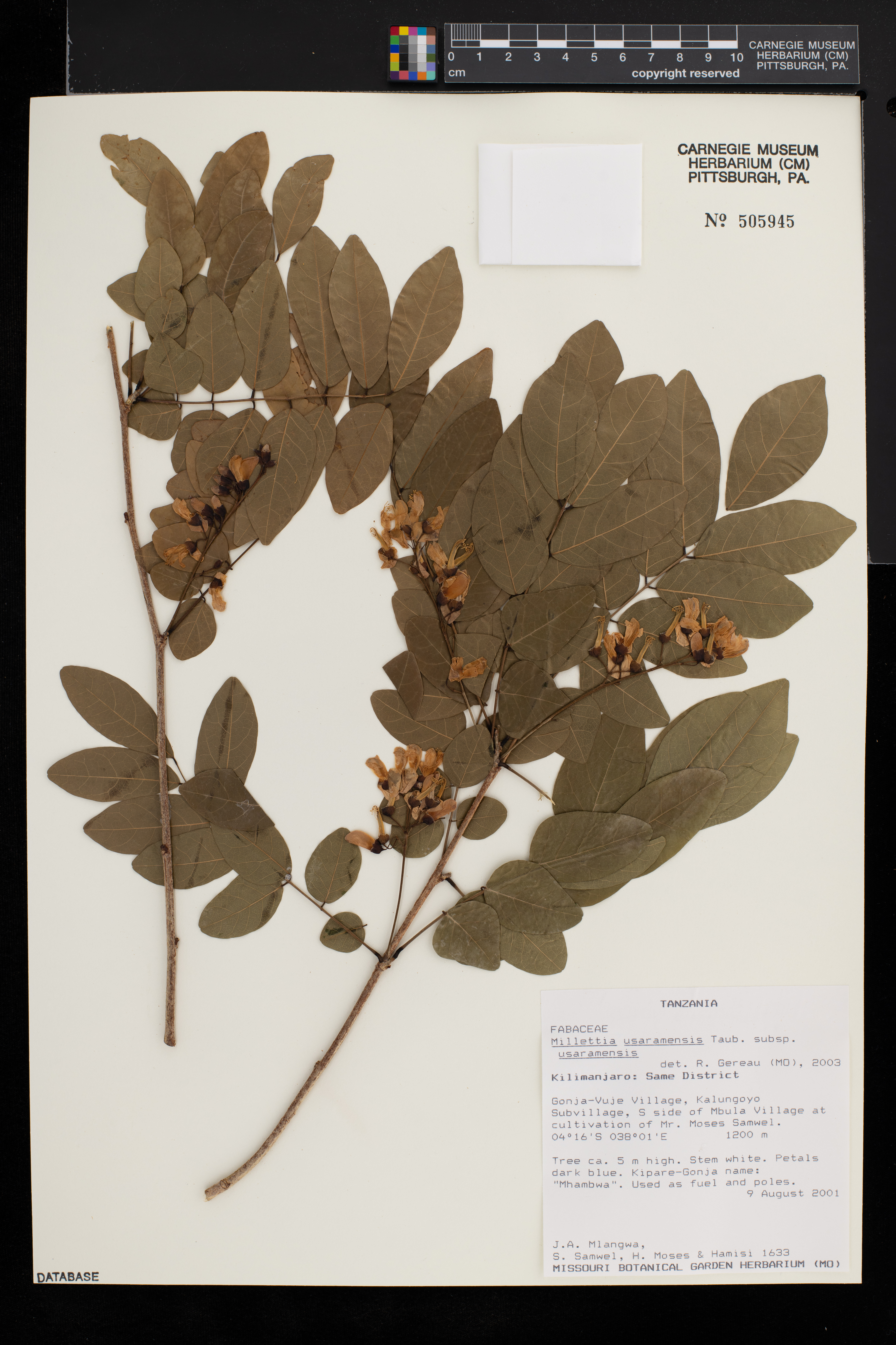Millettia usaramensis subsp. usaramensis image