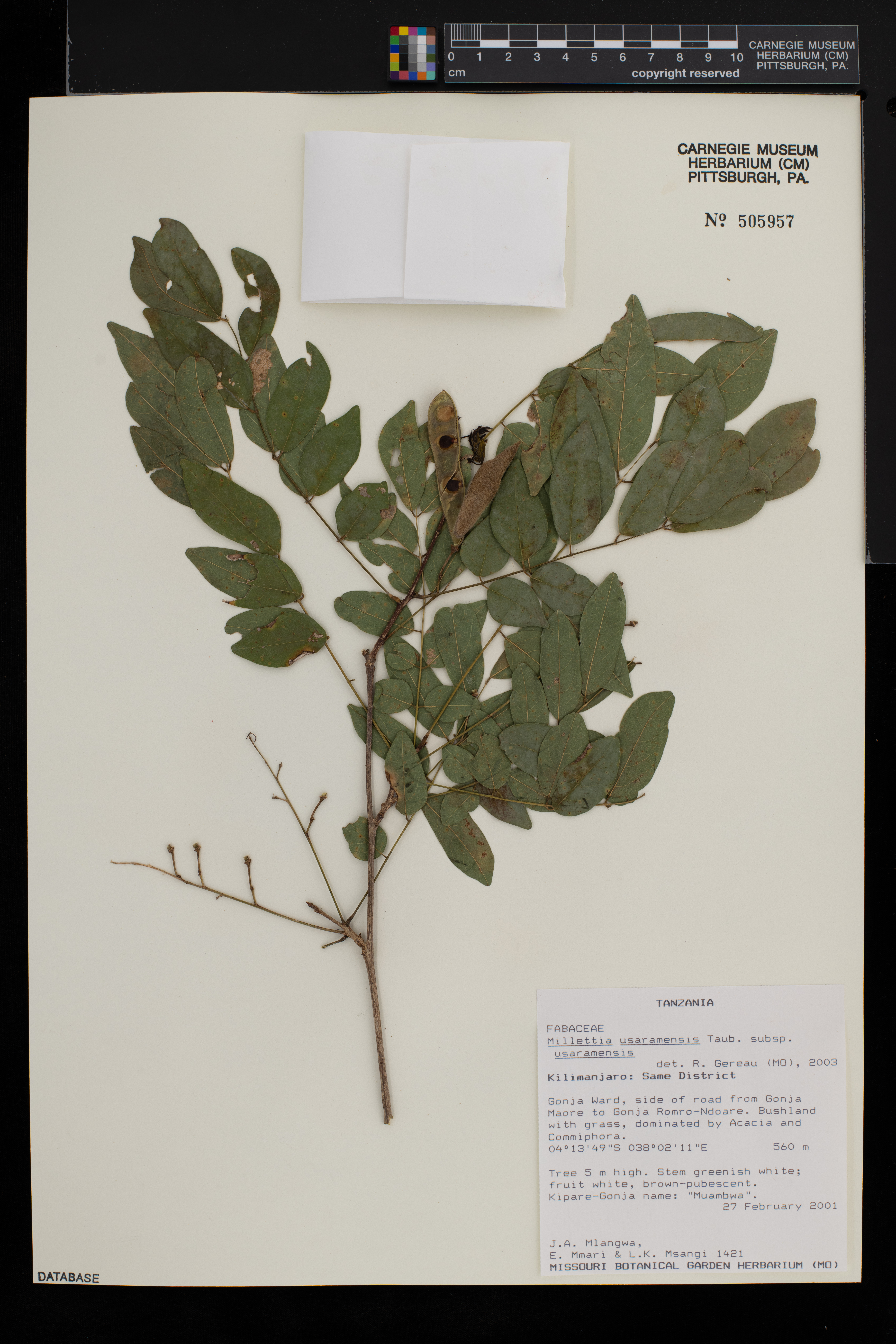 Millettia usaramensis image