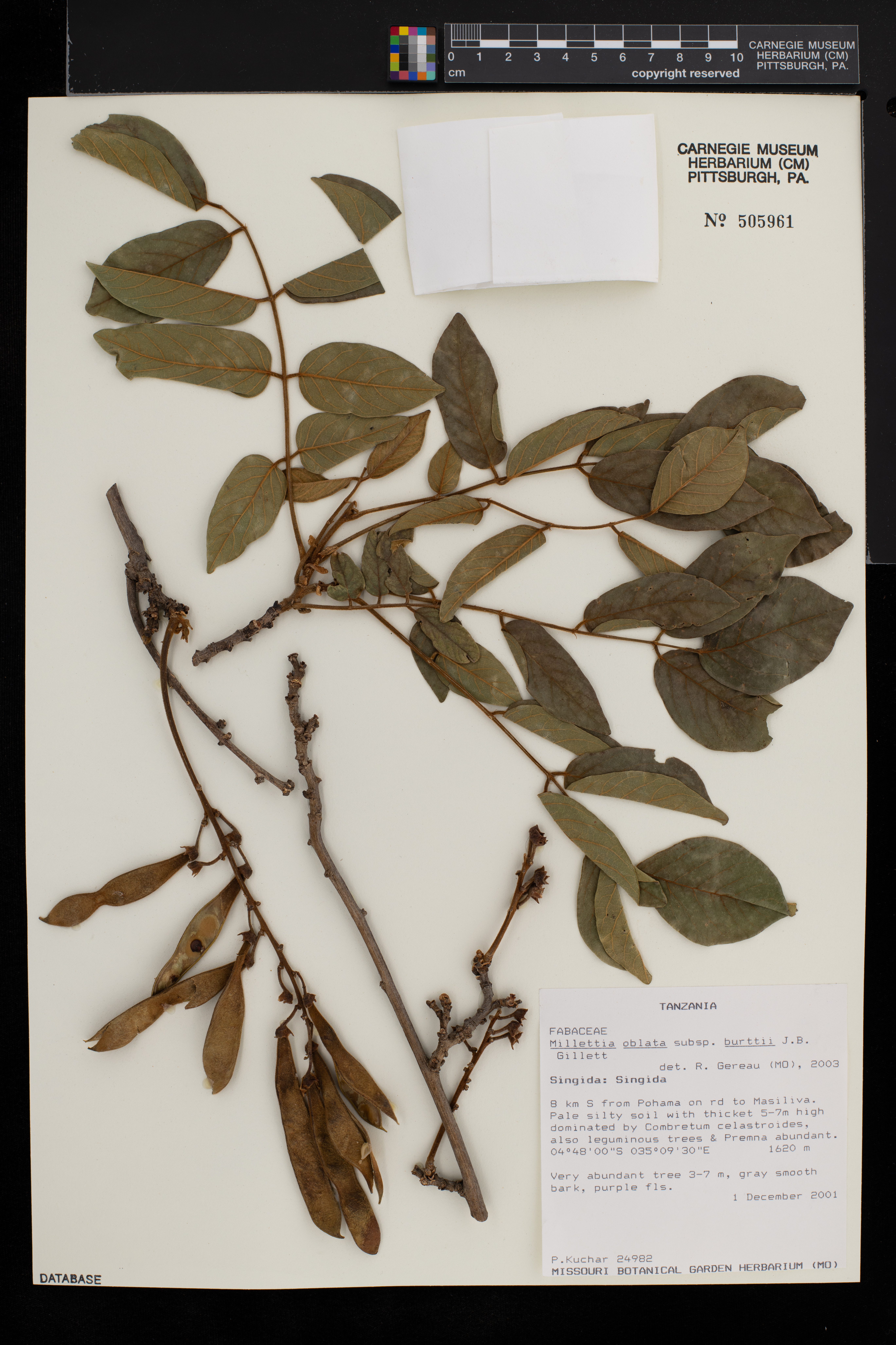Millettia oblata subsp. burttii image
