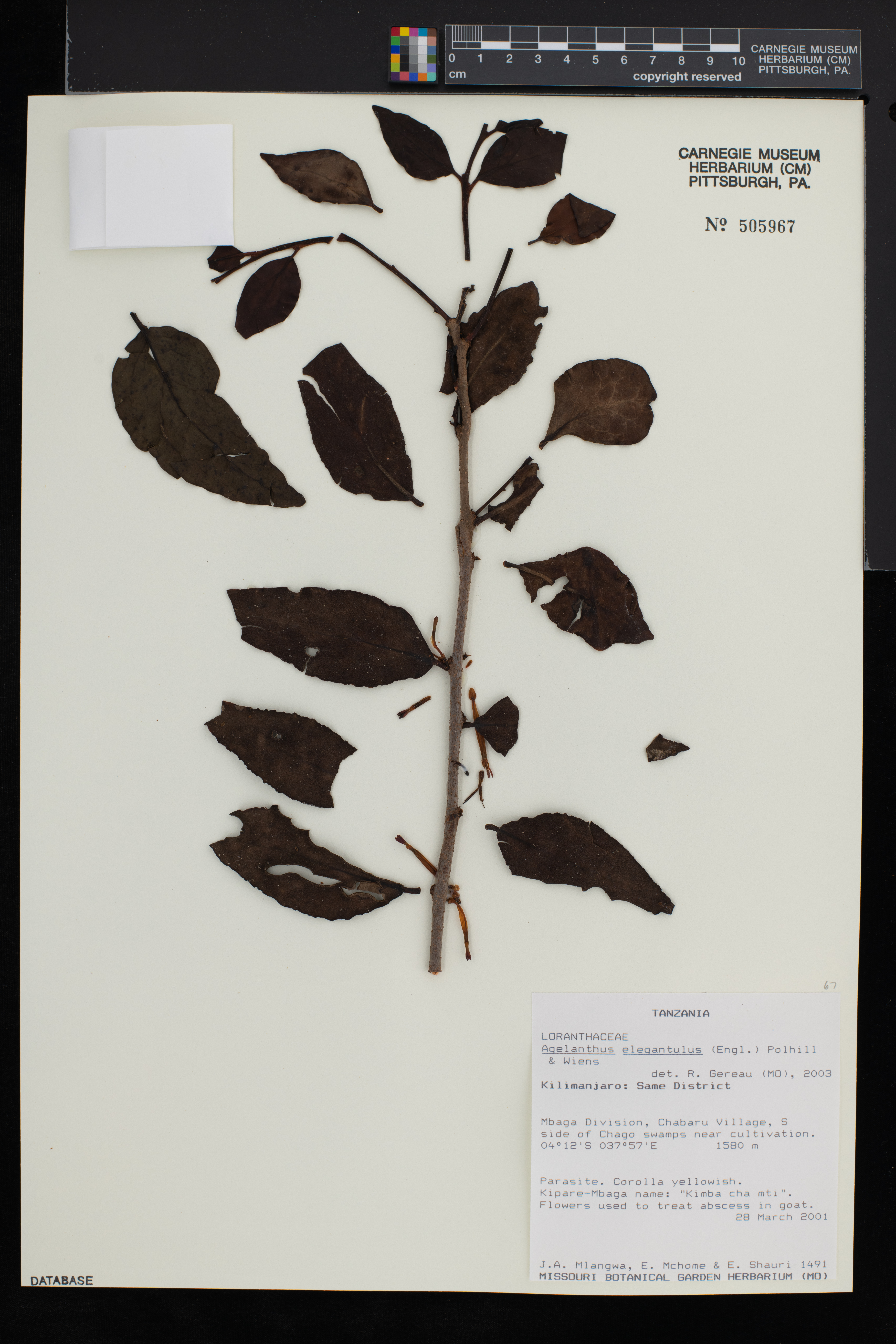 Agelanthus elegantulus image