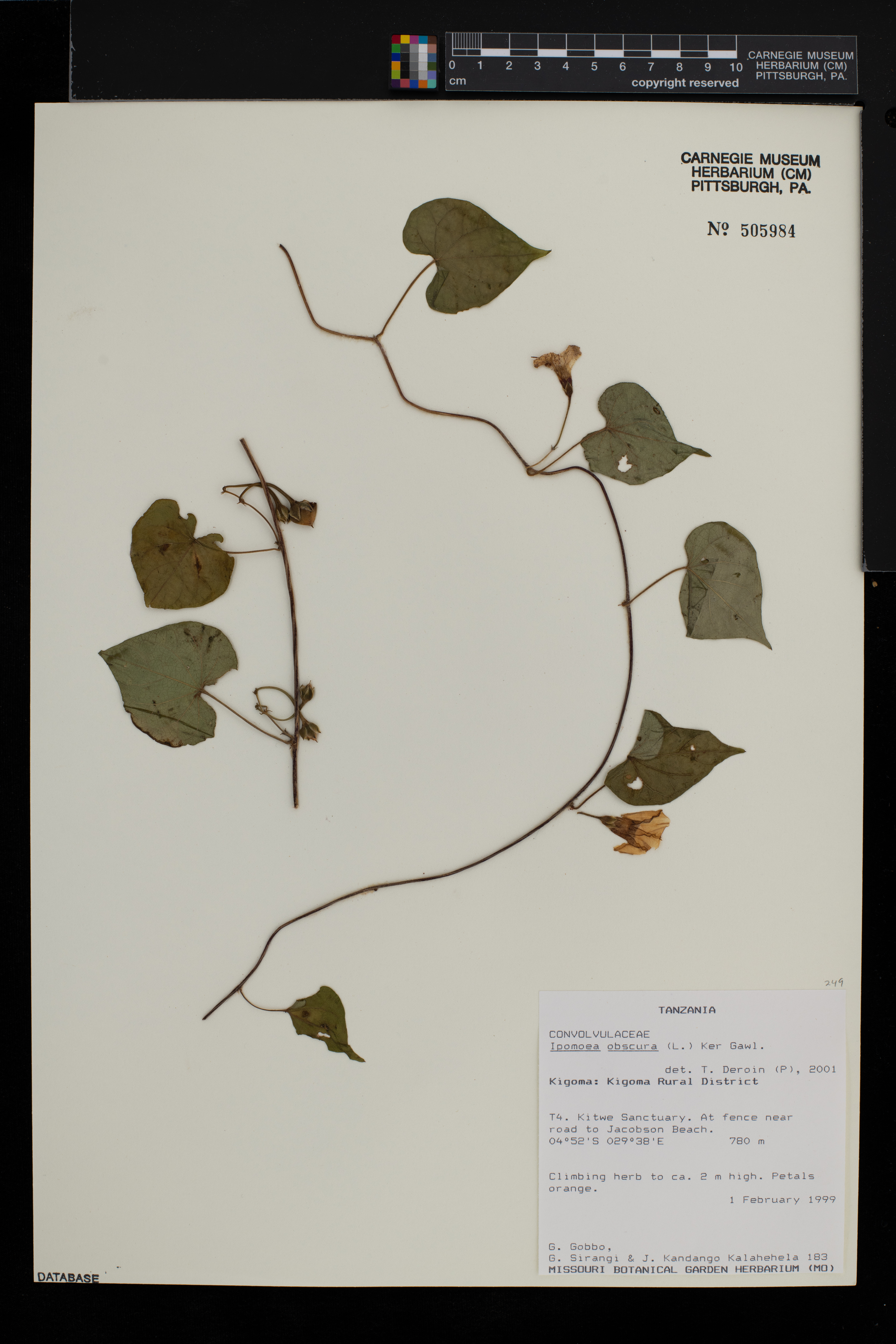Ipomoea obscura image