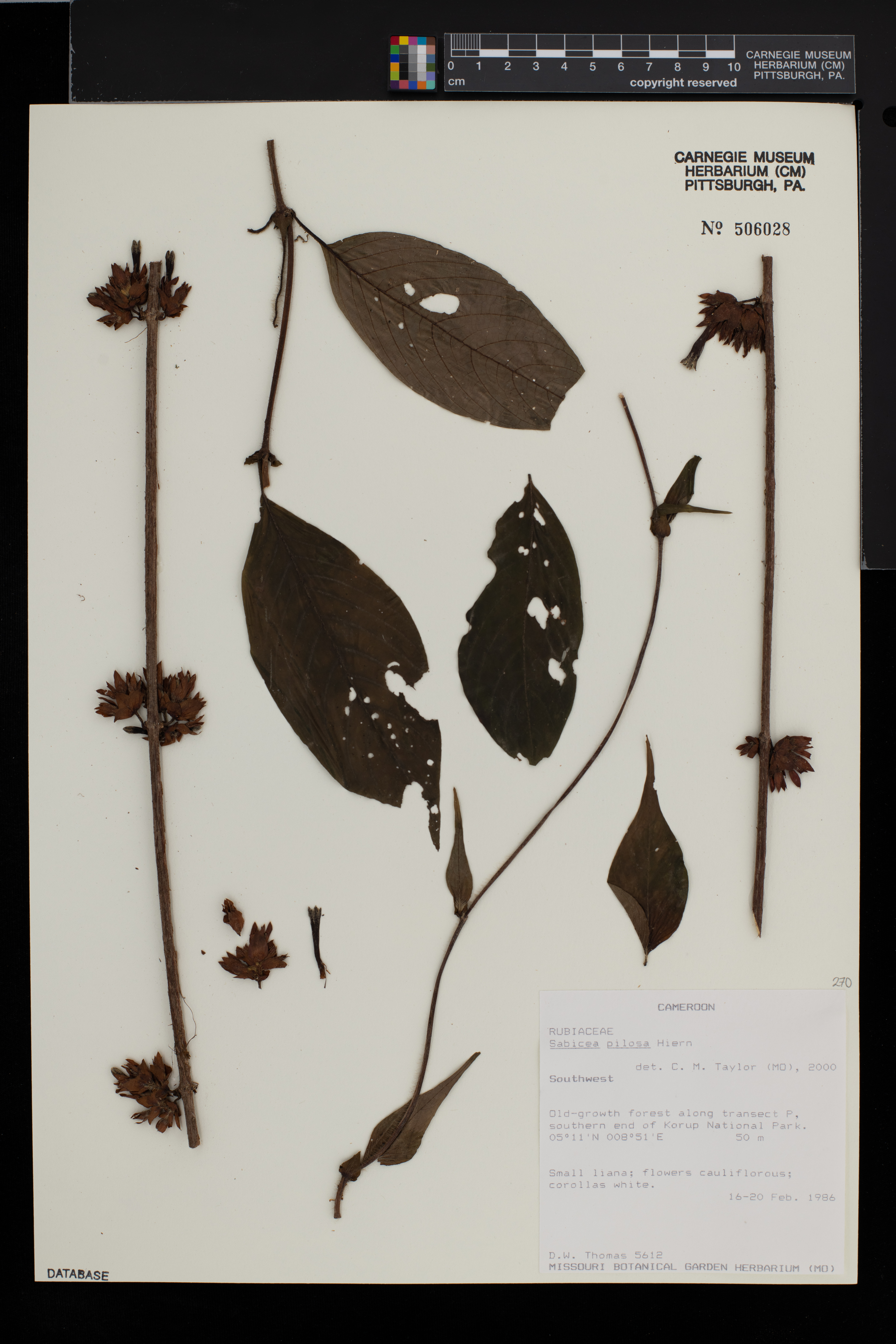 Sabicea pilosa image