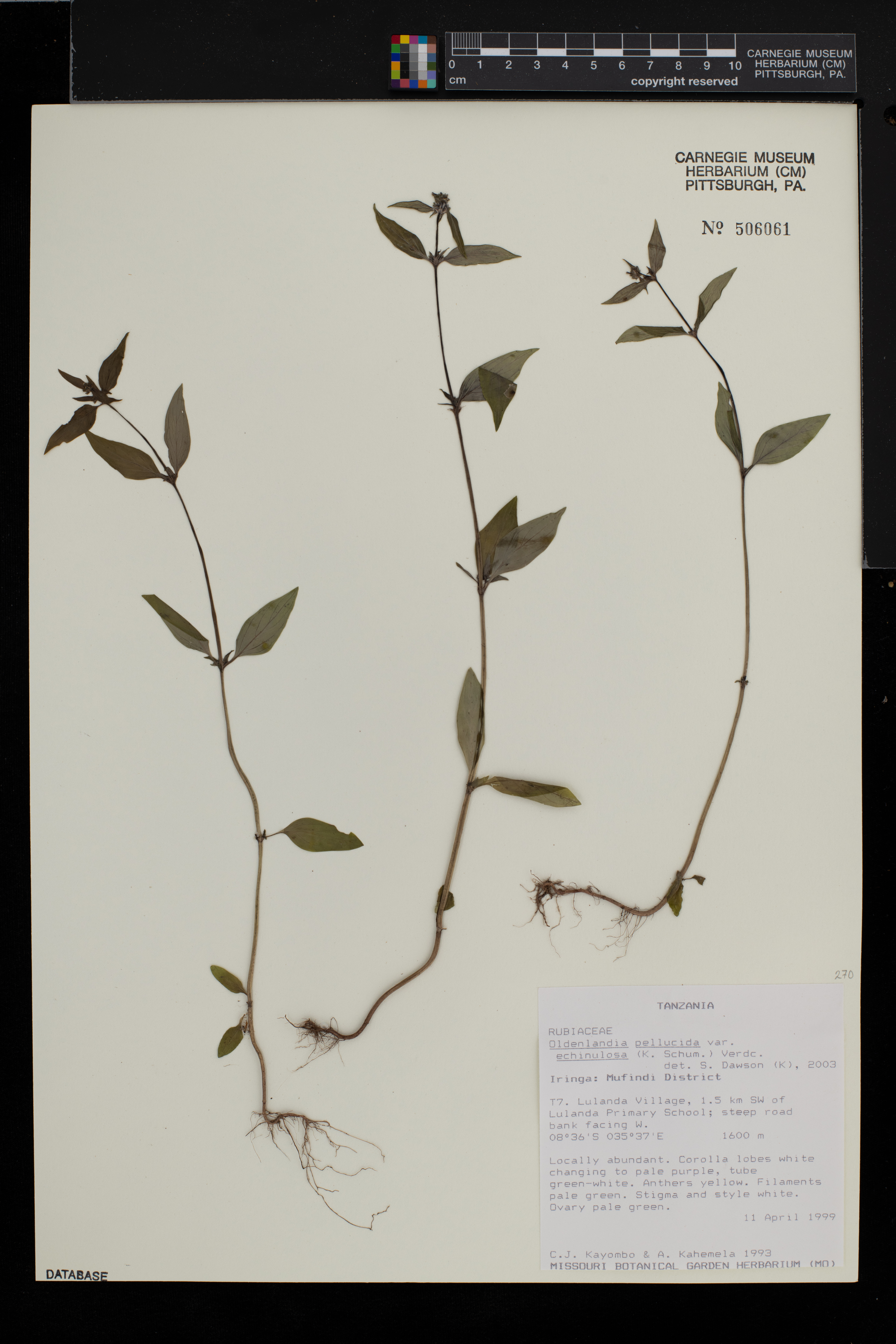 Oldenlandia echinulosa image