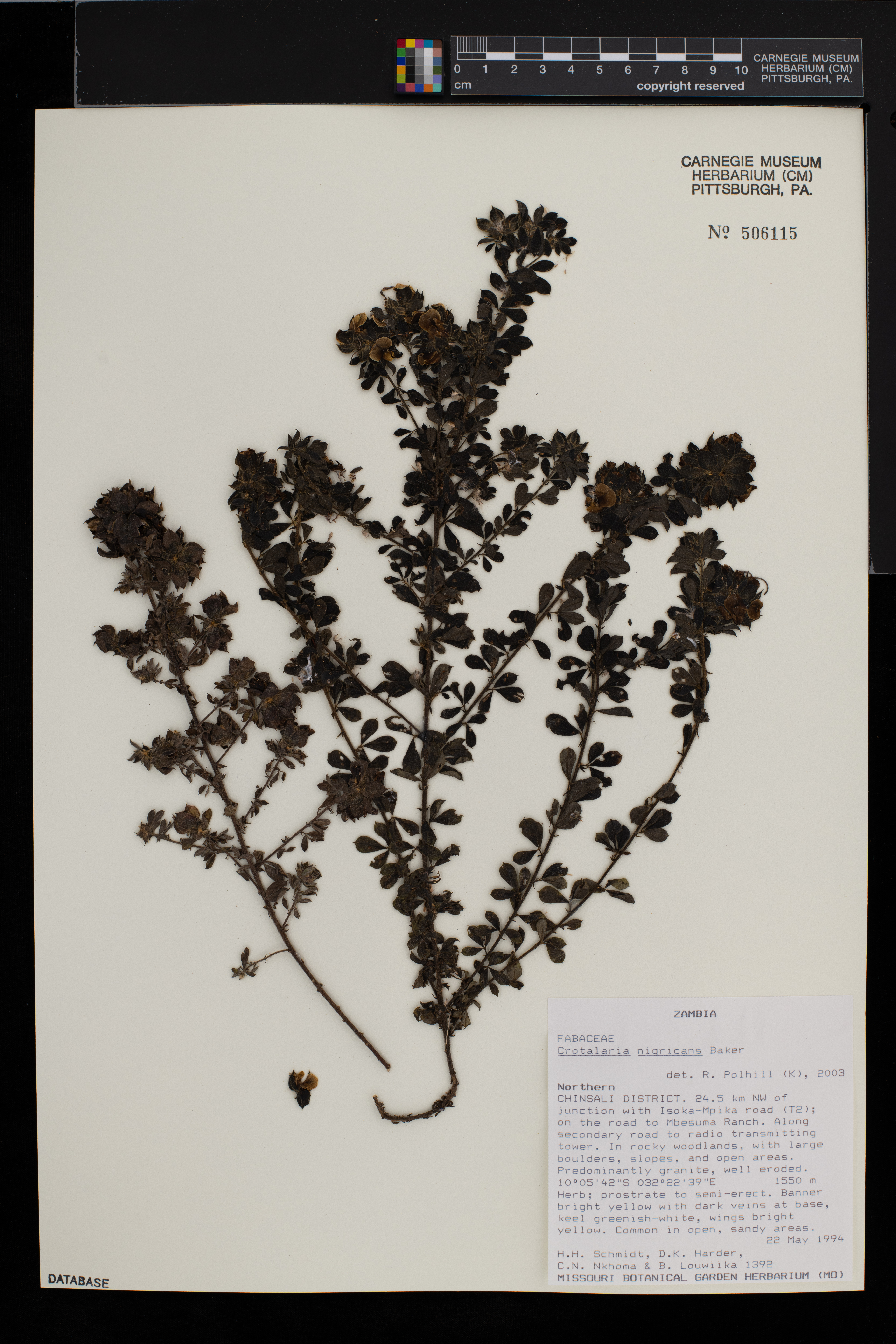 Crotalaria nigricans image