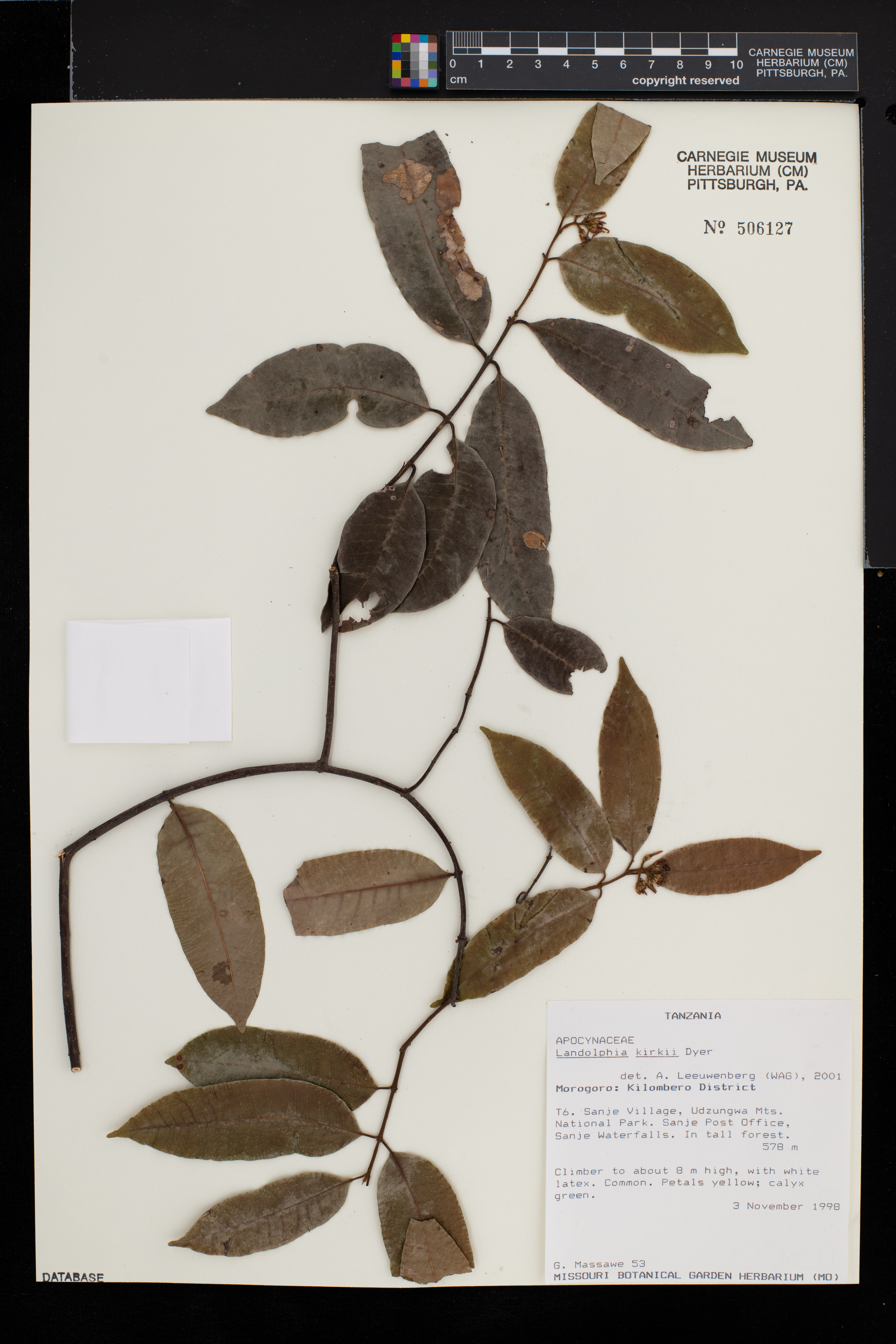 Landolphia kirkii image