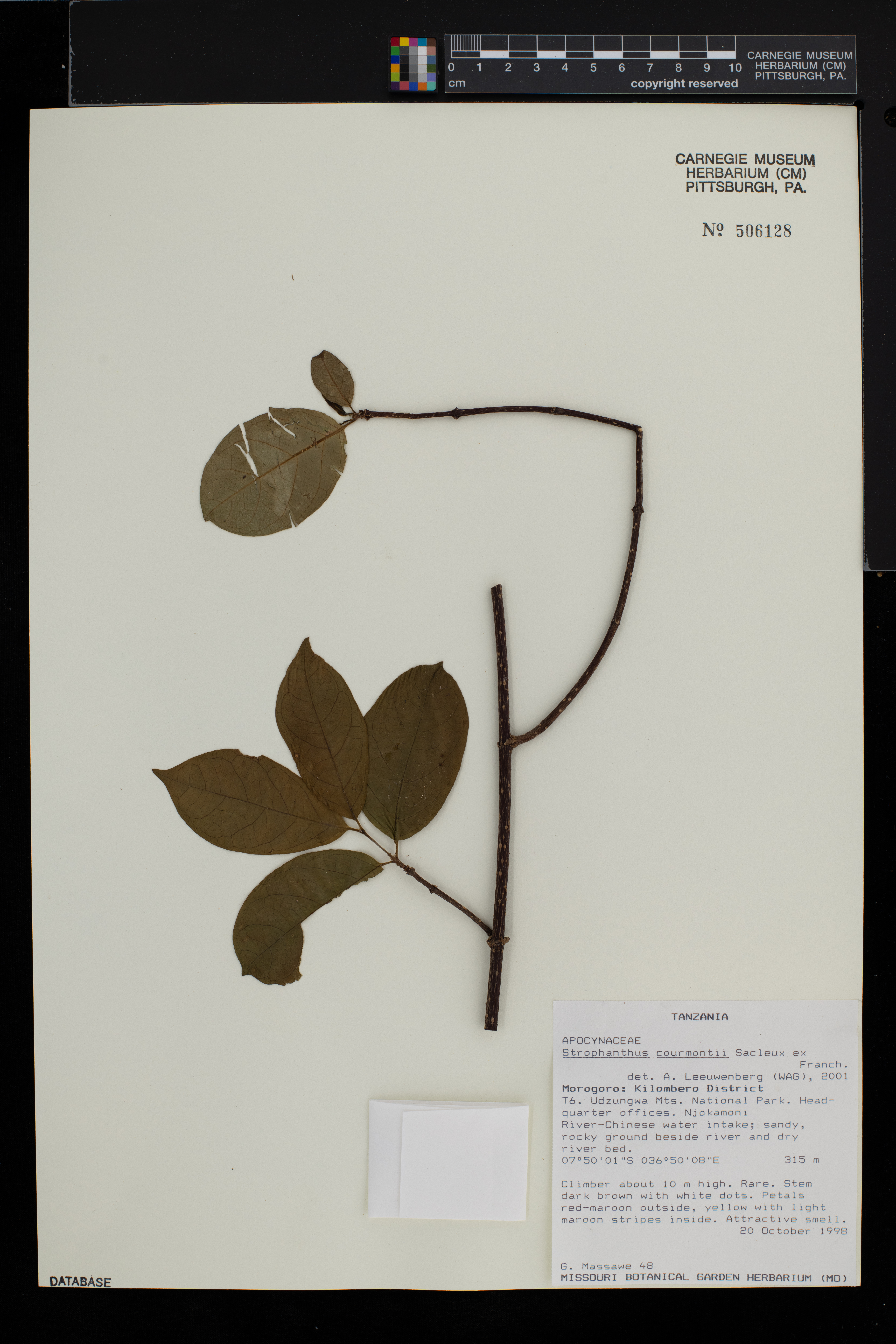 Strophanthus courmontii image