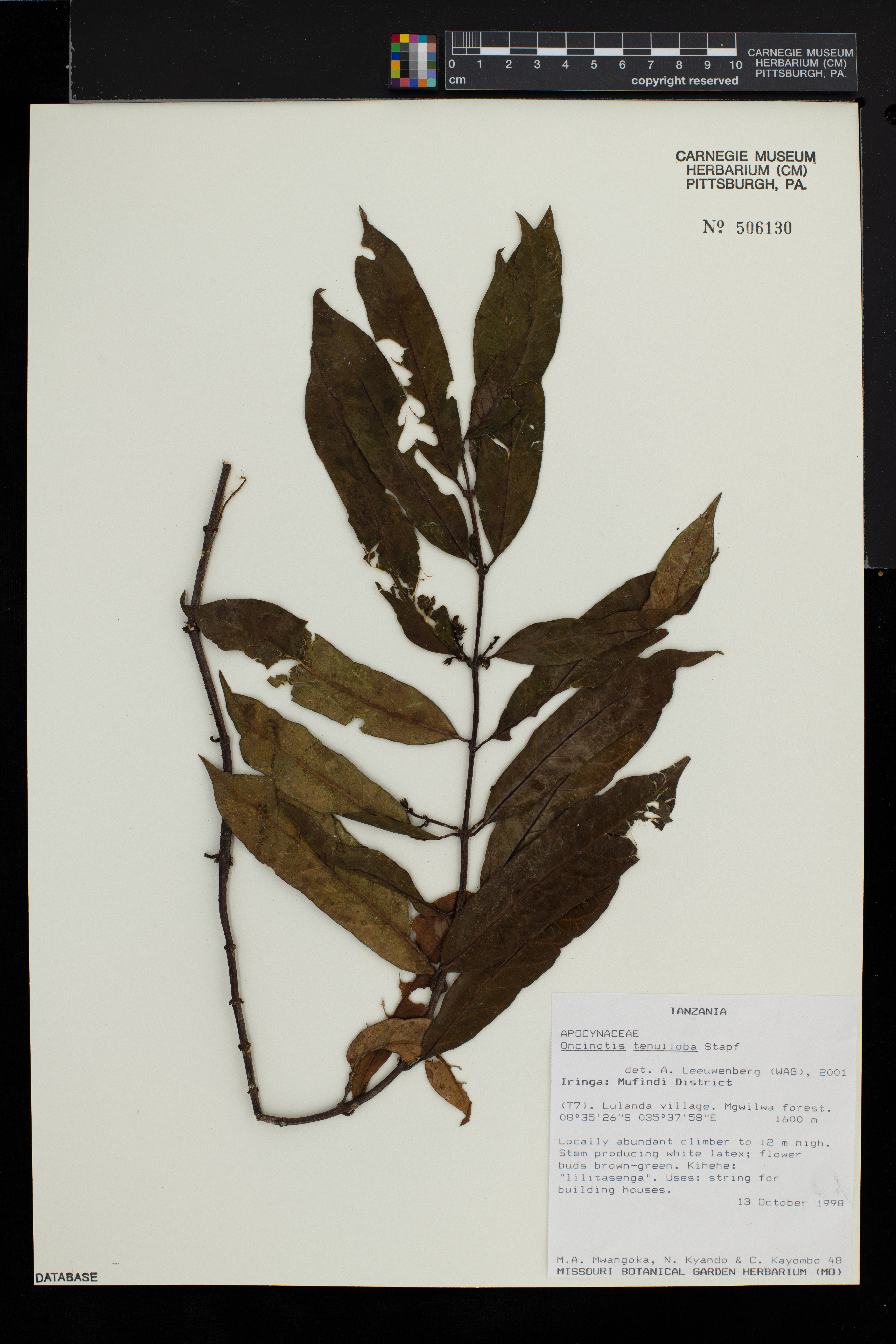 Oncinotis tenuiloba image