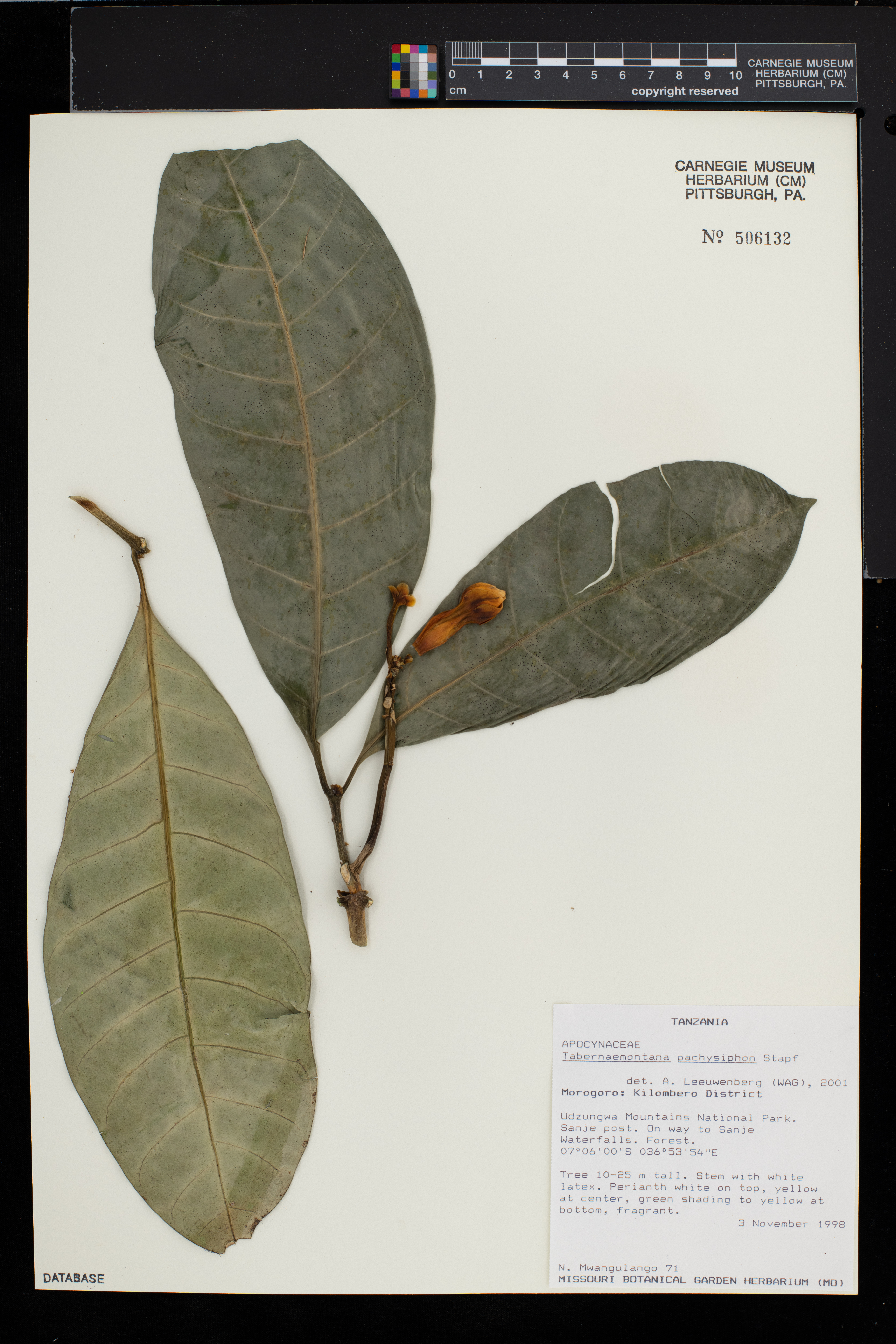 Tabernaemontana pachysiphon image