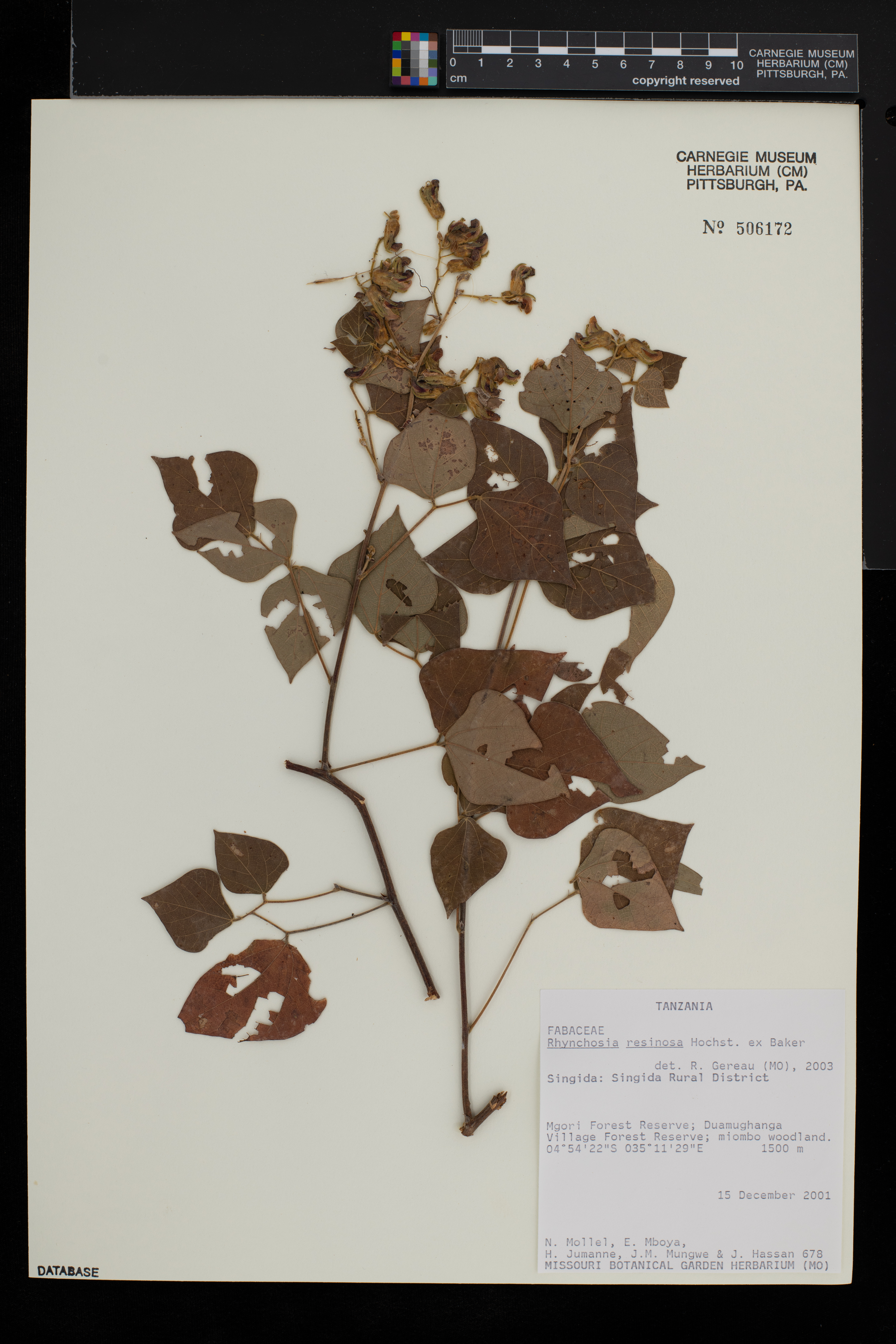 Rhynchosia resinosa image