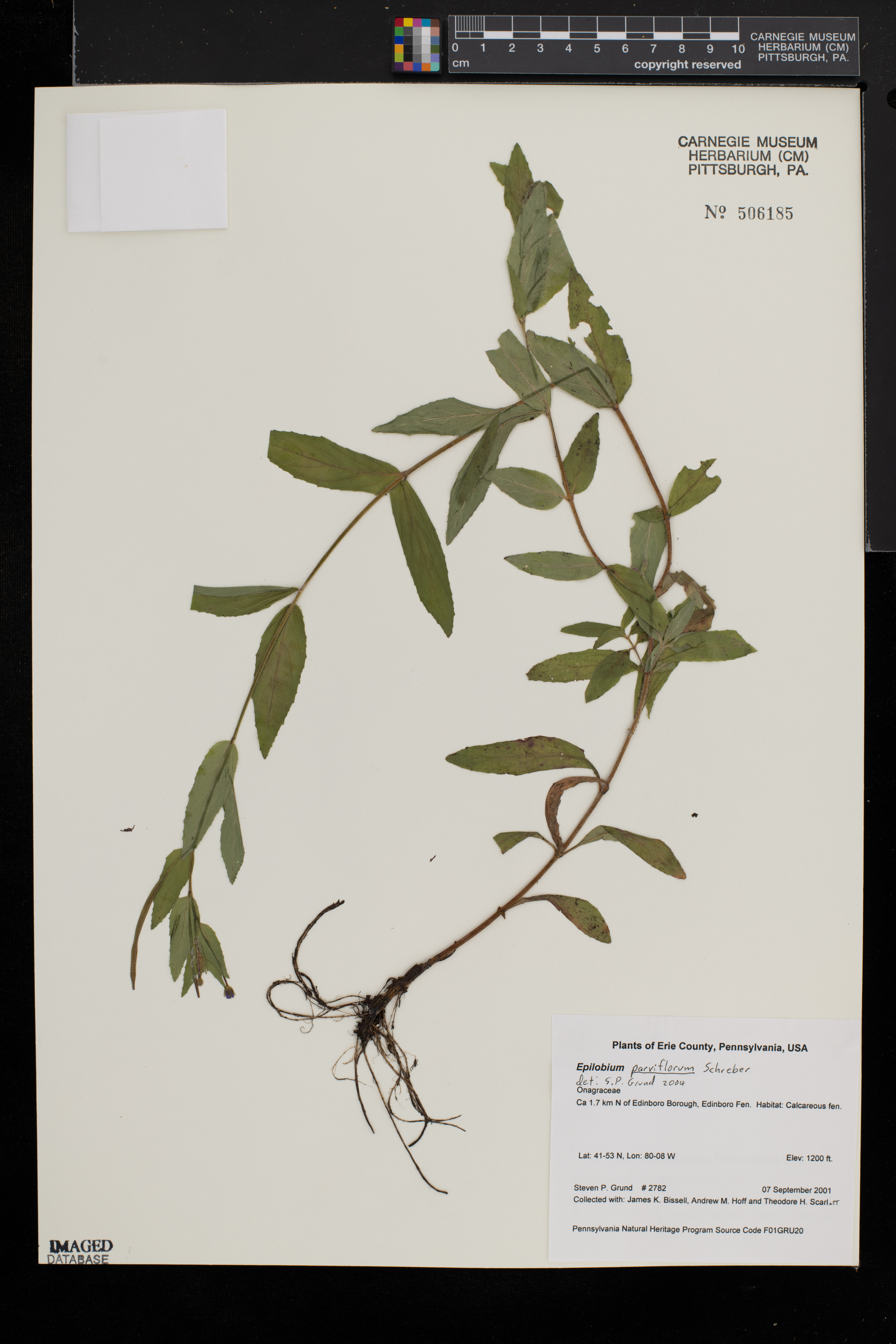 Epilobium parviflorum image